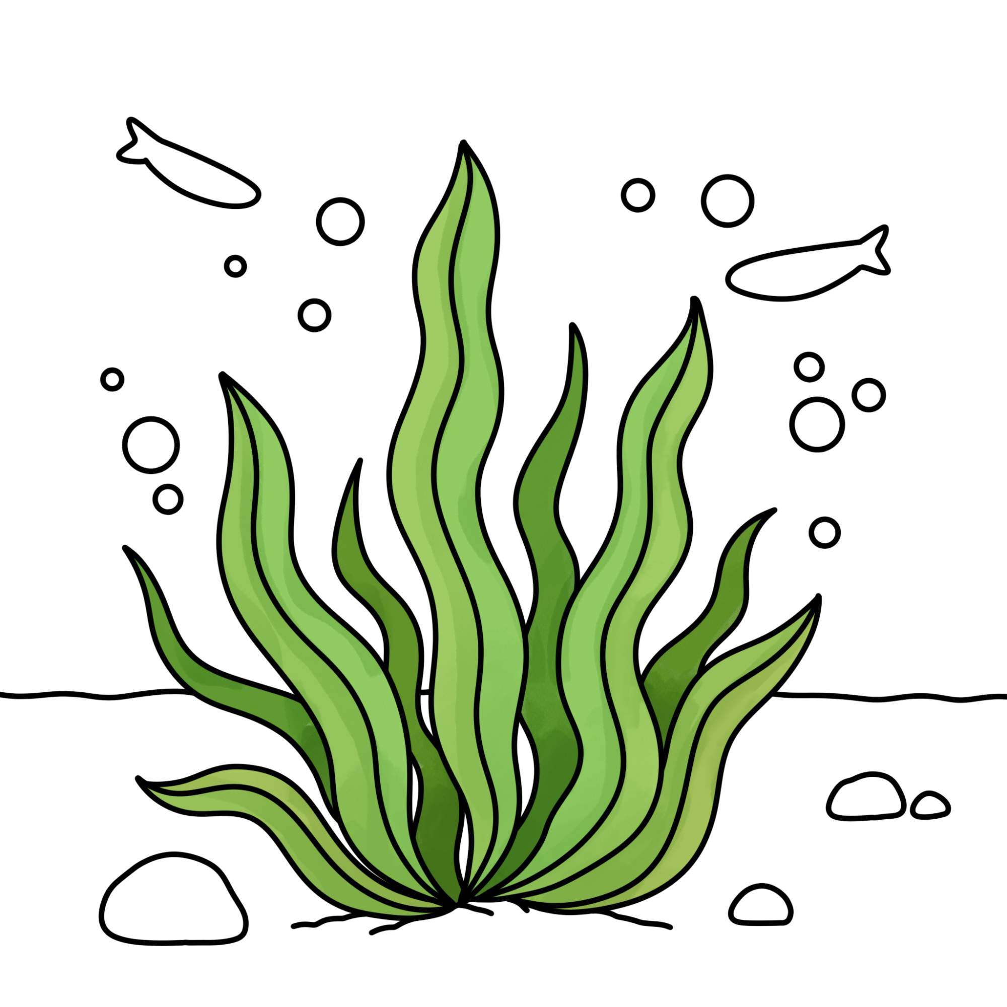 How to Draw Seaweed - Step-12