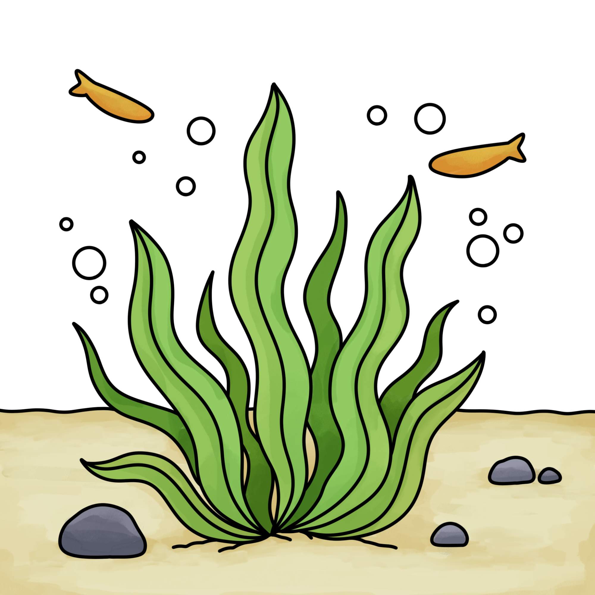 How to Draw Seaweed - Step-14