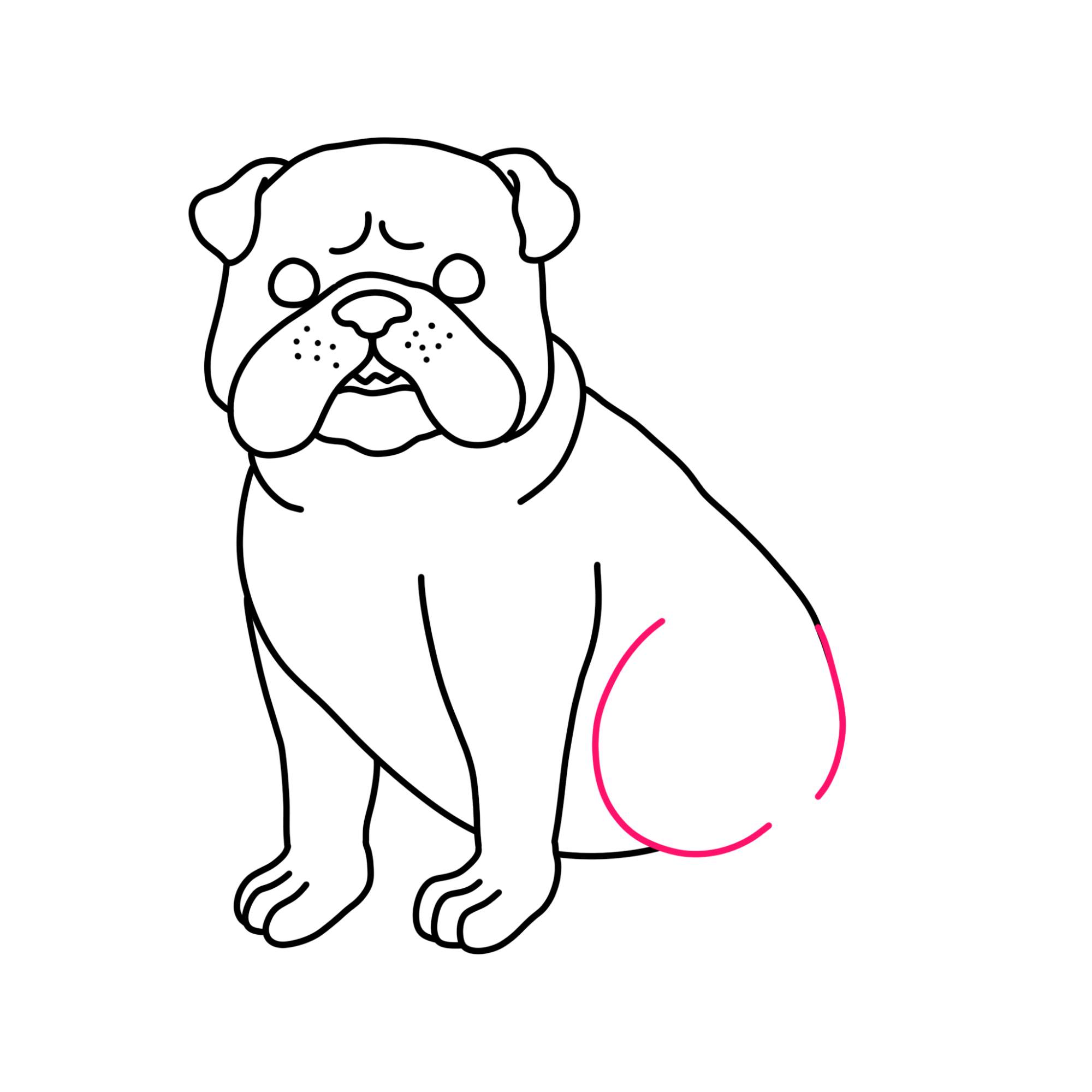 How to Draw a Bulldog - Step-12