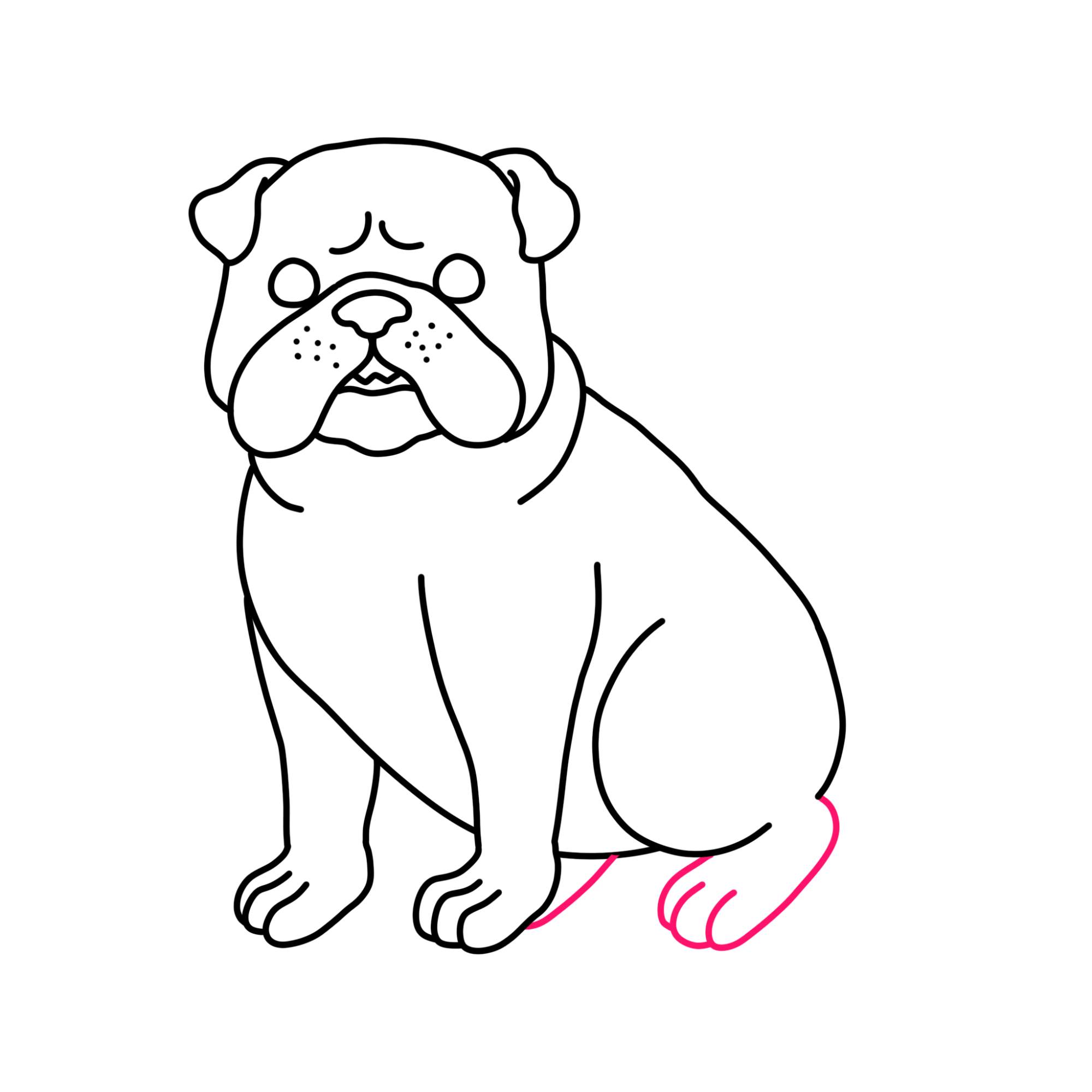 How to Draw a Bulldog - Step-13