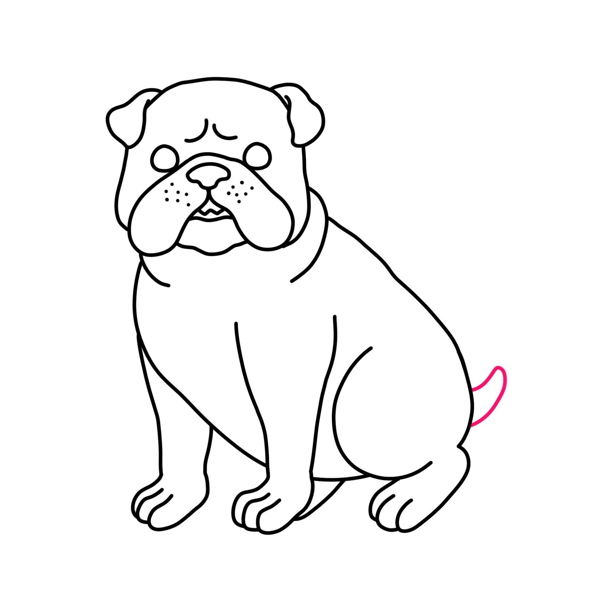 How to Draw a Bulldog - Step-14