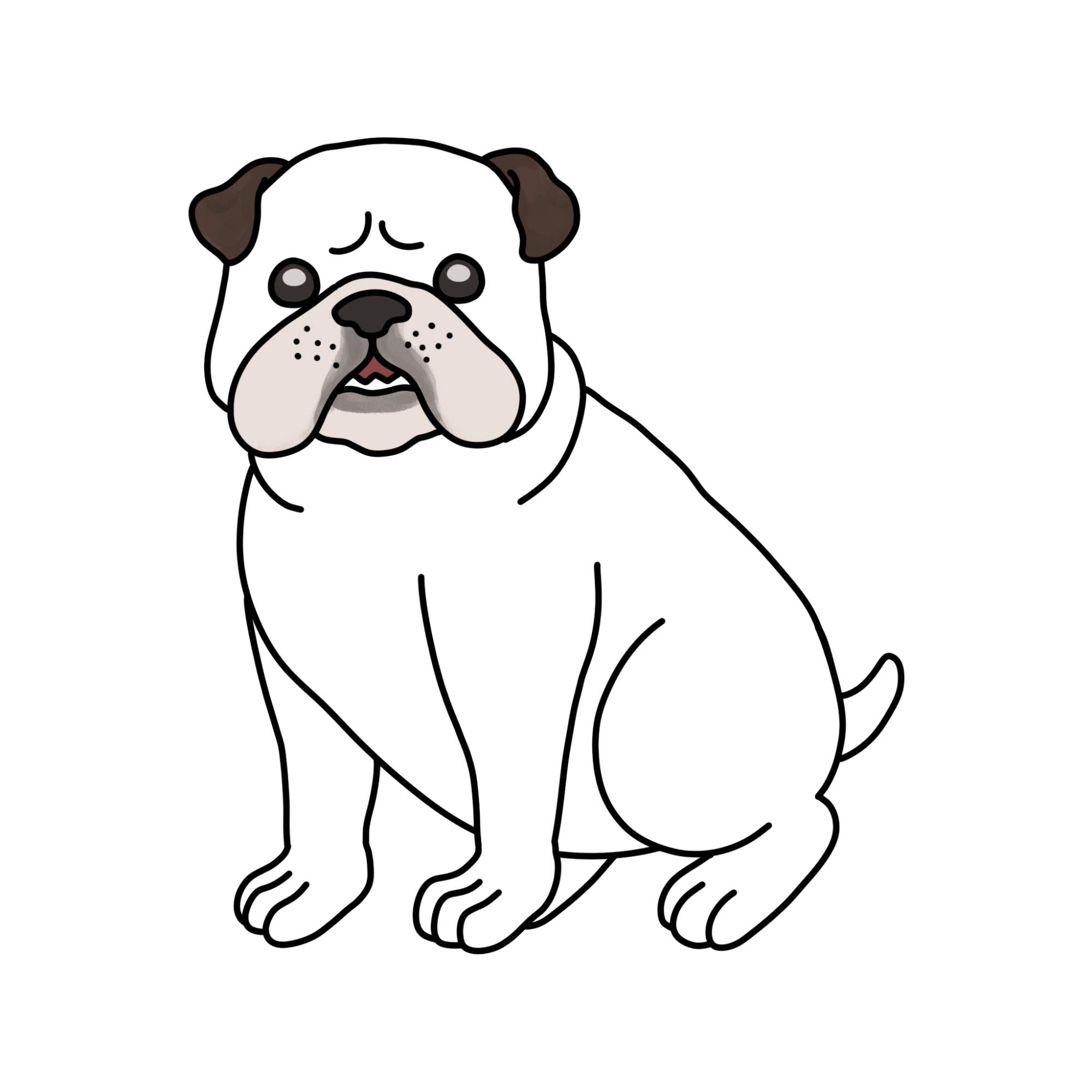 How to Draw a Bulldog - Step-17