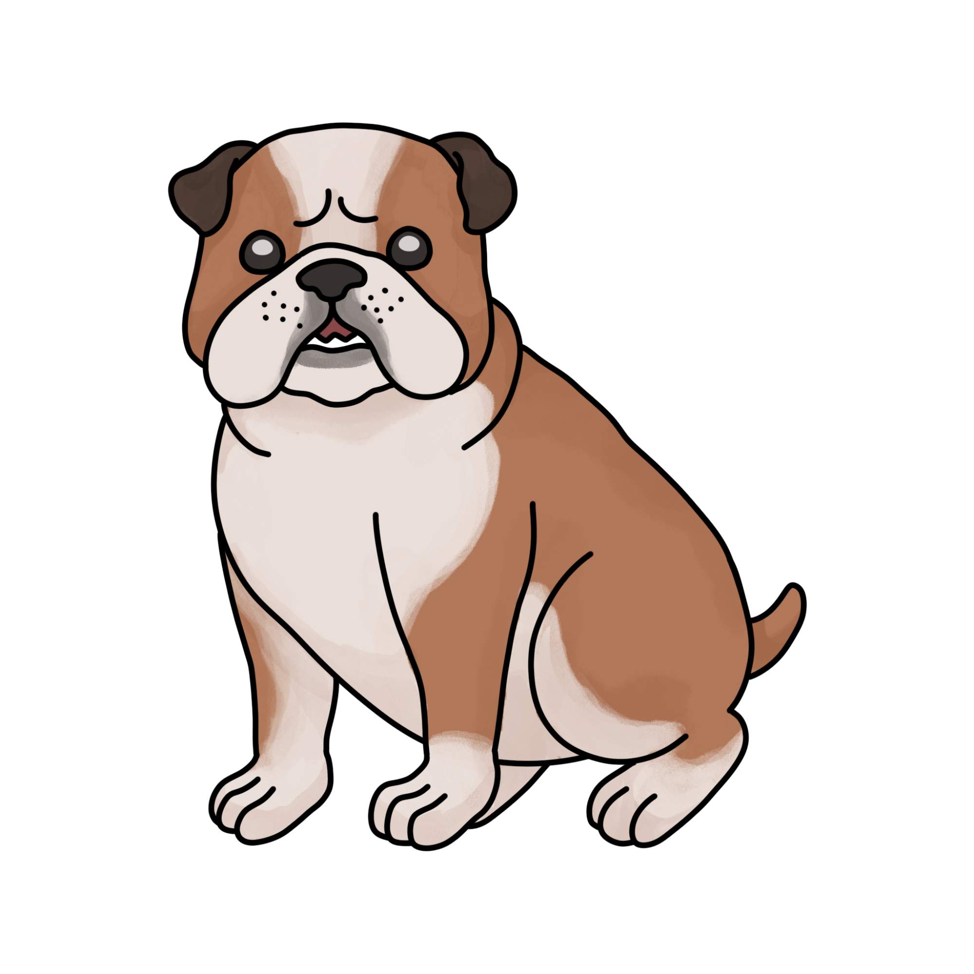 How to Draw a Bulldog - Step-18