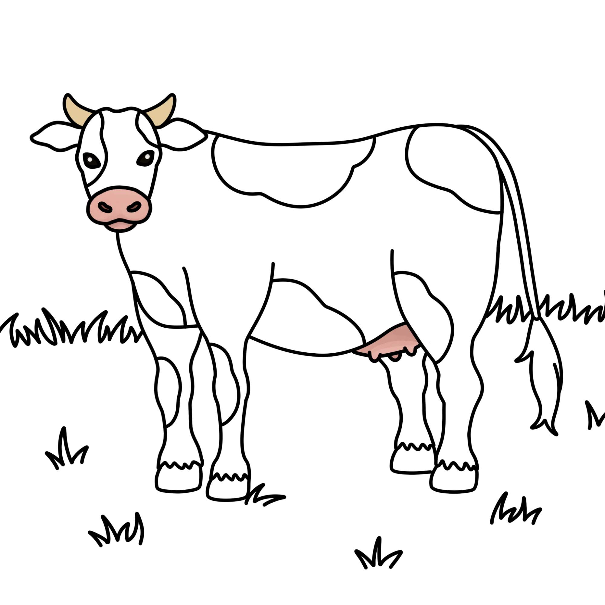 How to Draw a Cow - Step-12