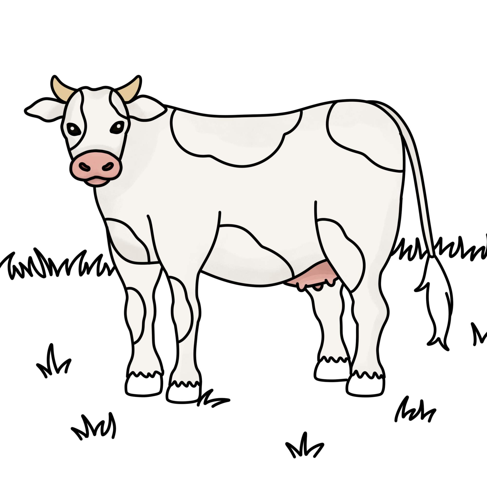 How to Draw a Cow - Step-13