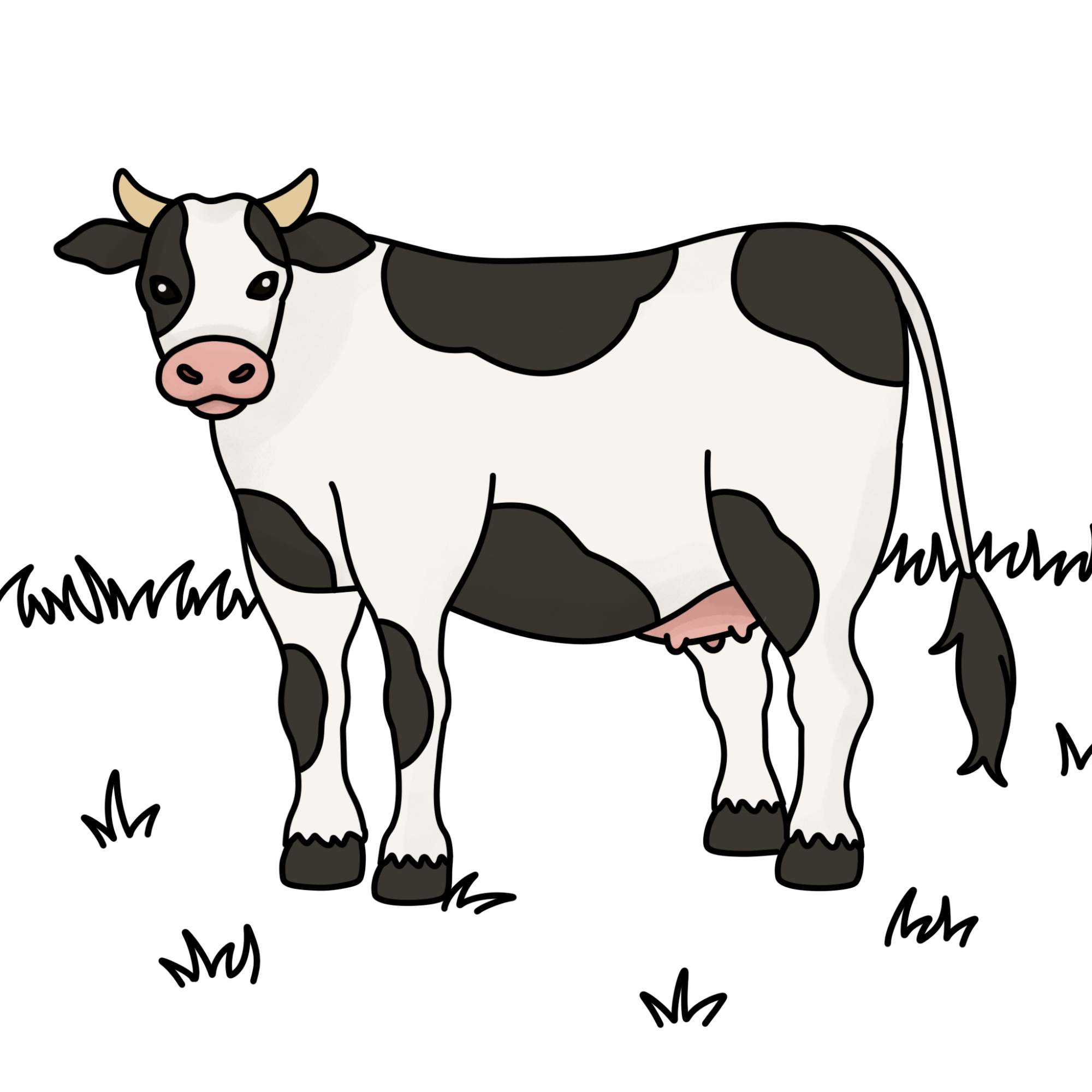 How to Draw a Cow - Step-14