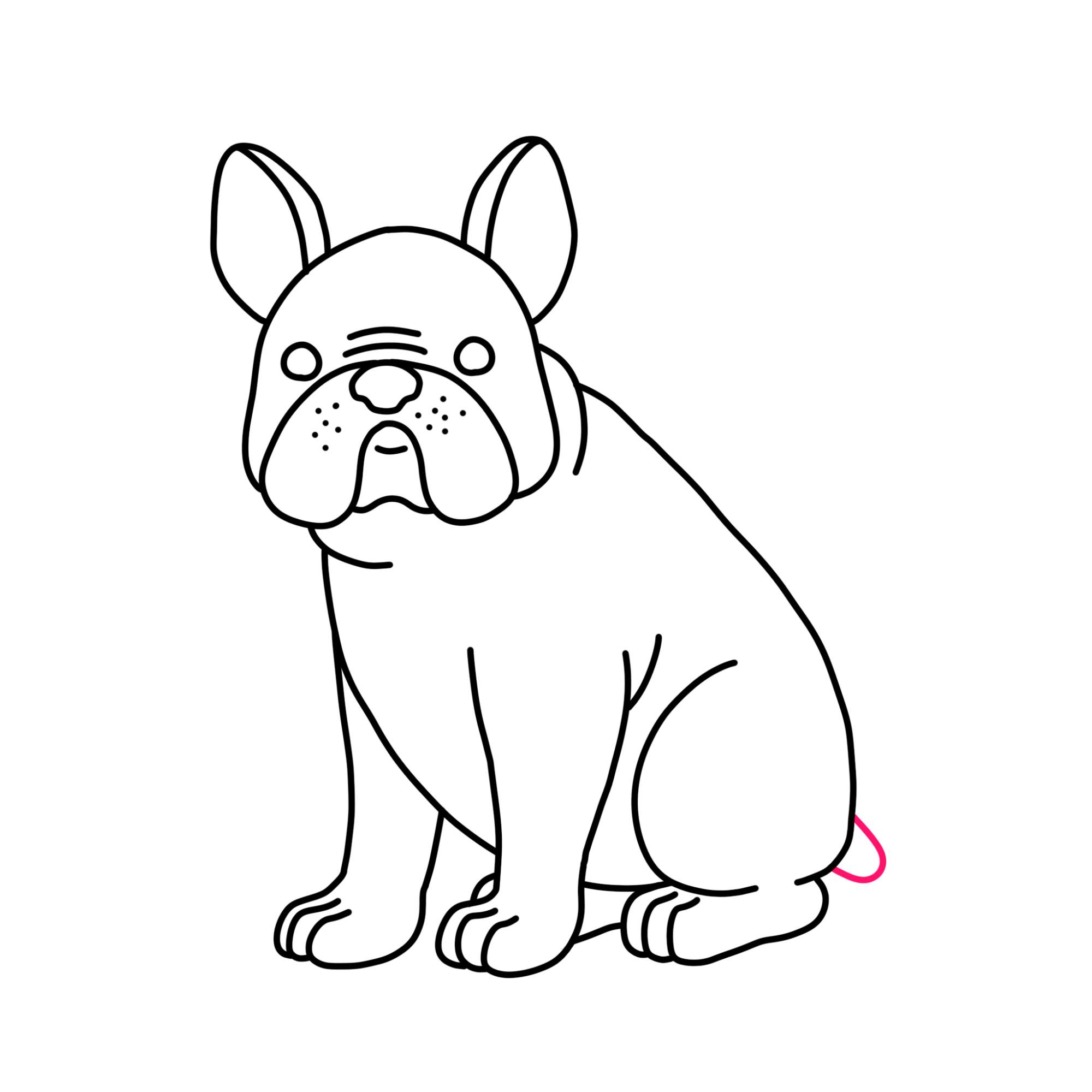 How to Draw a French Bulldog - Step-14