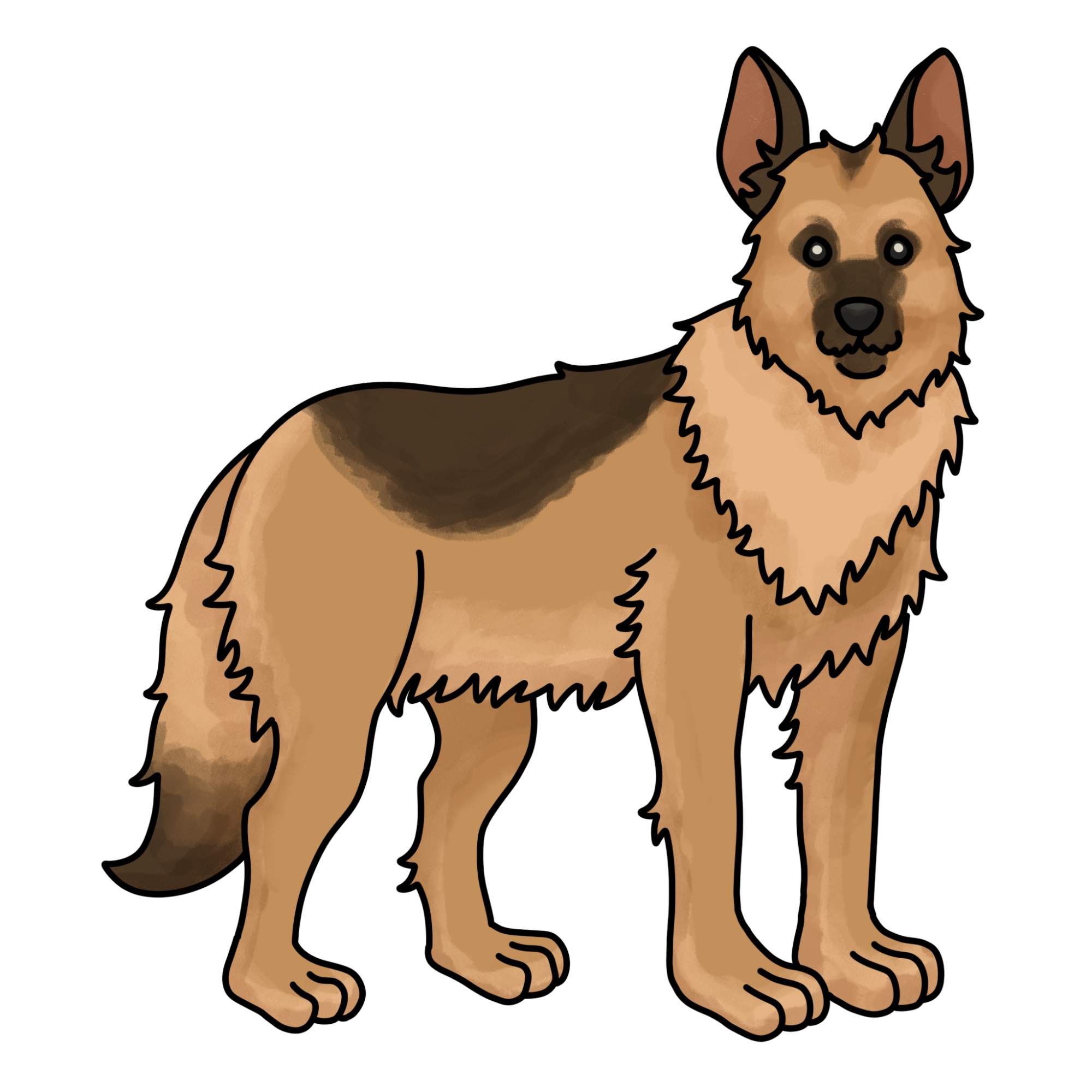 How to Draw a German Shepherd - Step-15