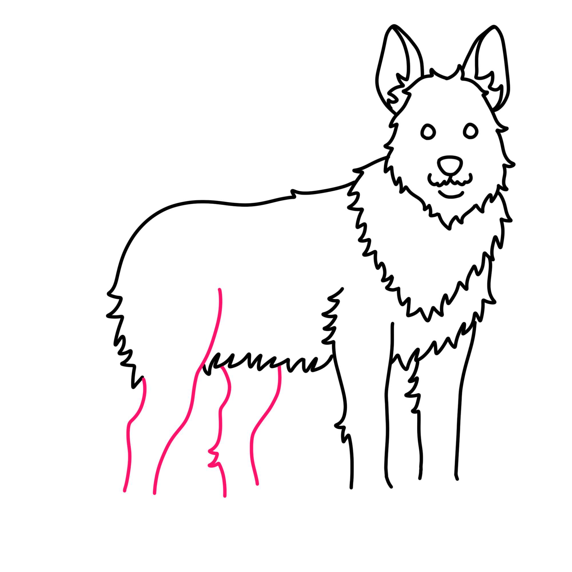 How to Draw a German Shepherd - Step-9