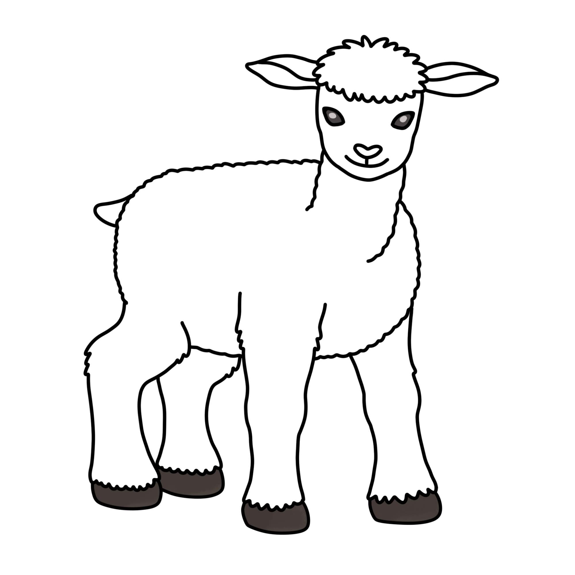 How to Draw a Lamb - Step-12