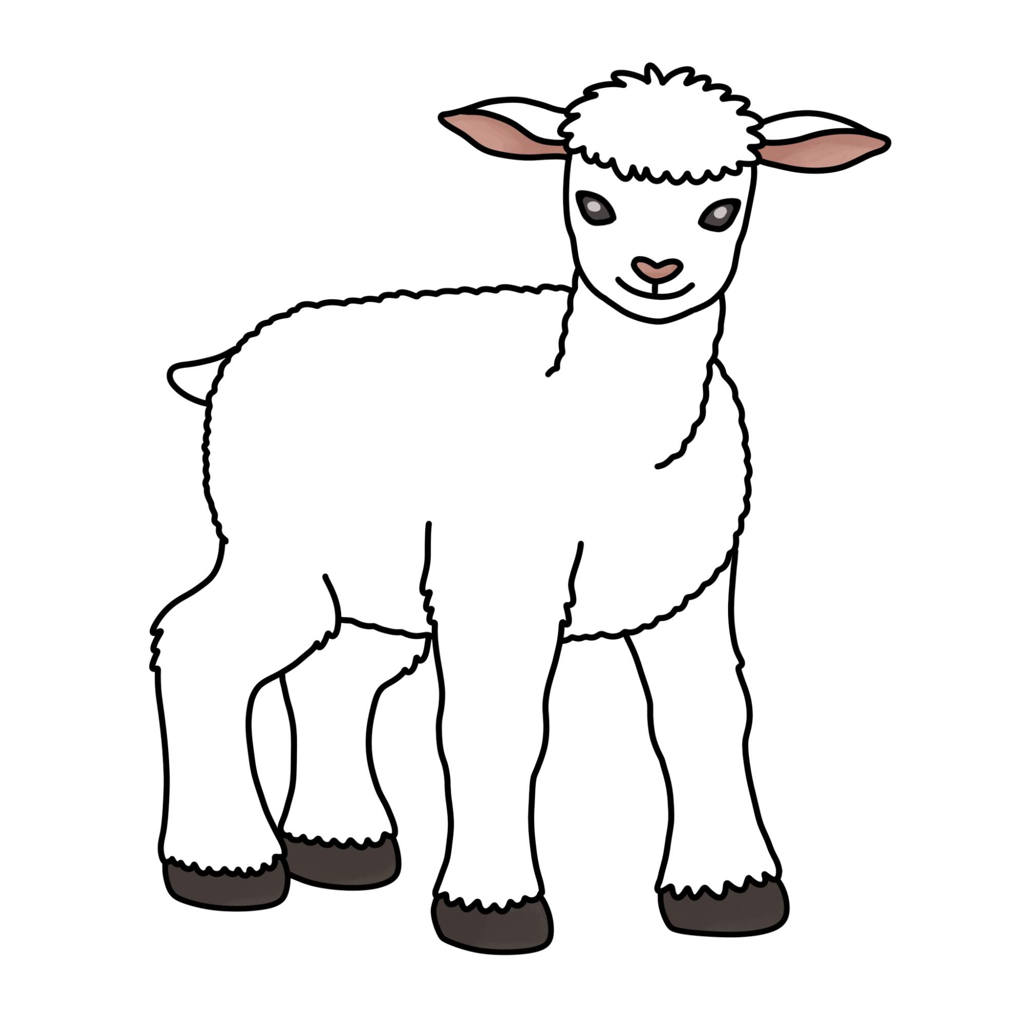 How to Draw a Lamb - Step-13