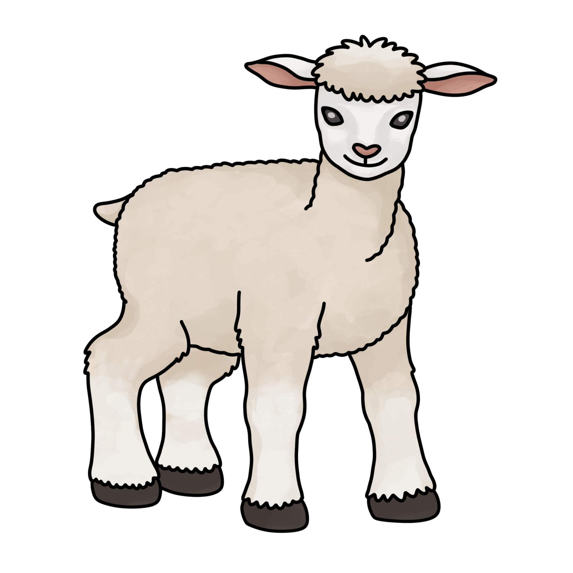 How to Draw a Lamb - Step-15