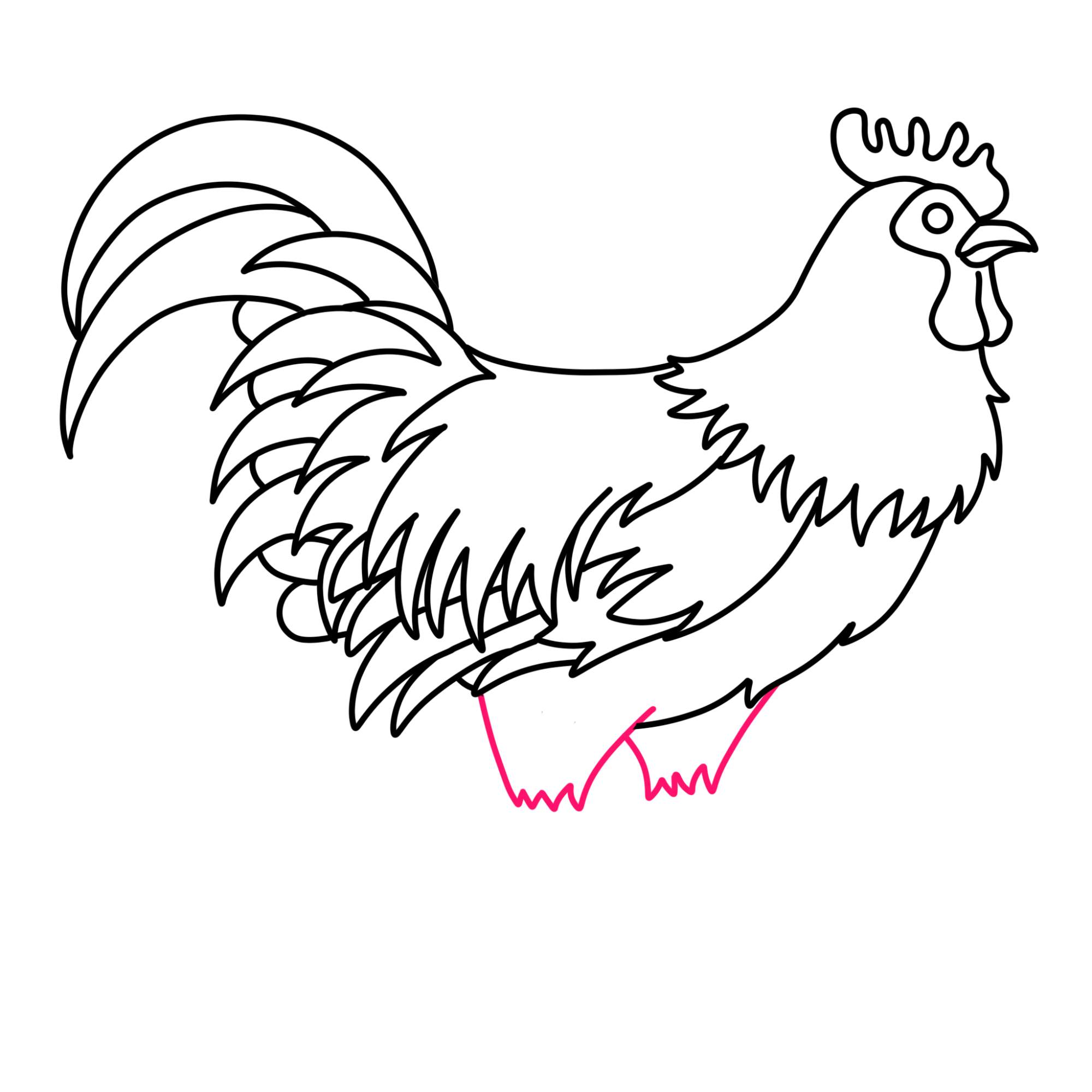 How to Draw a Rooster - Step-12