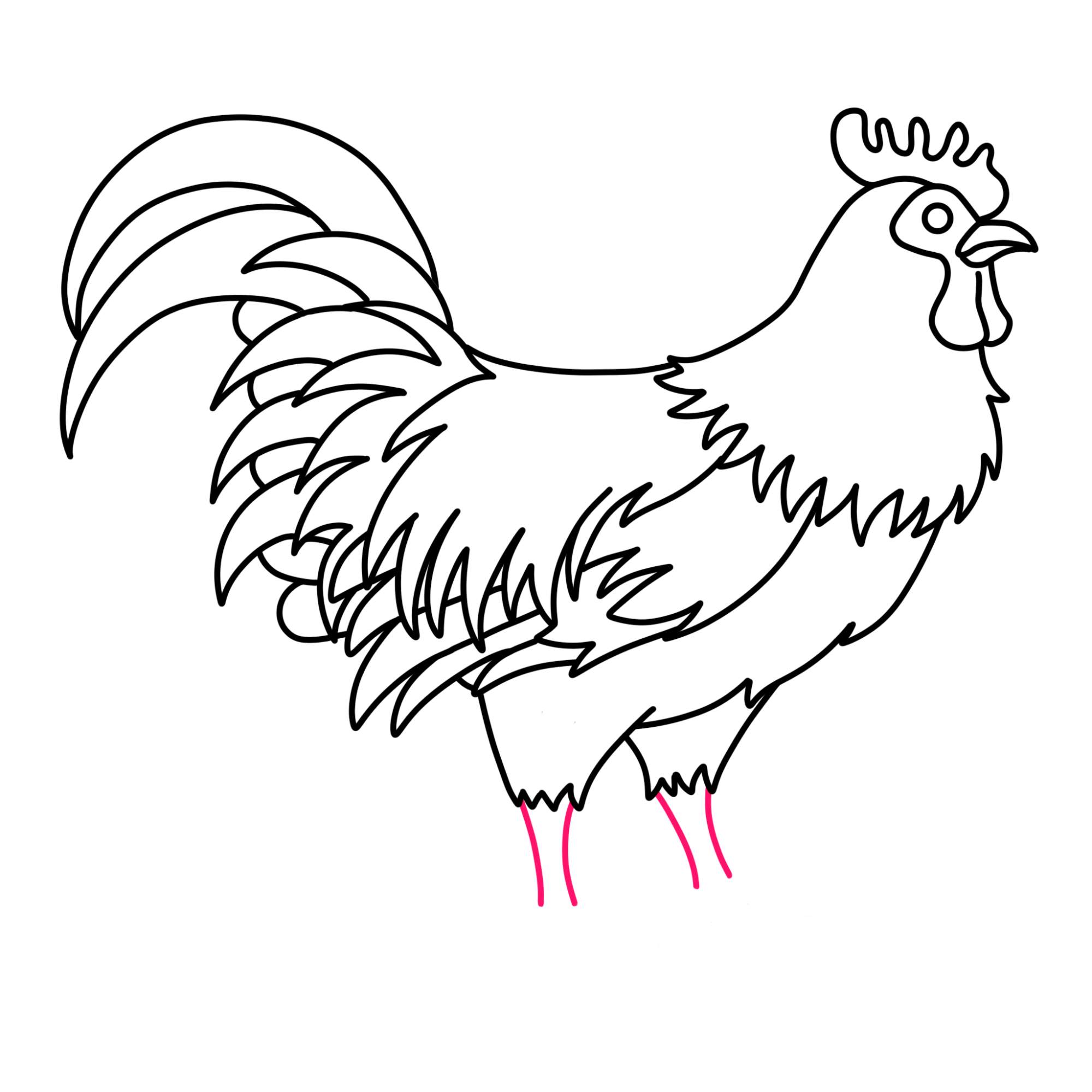 How to Draw a Rooster - Step-13