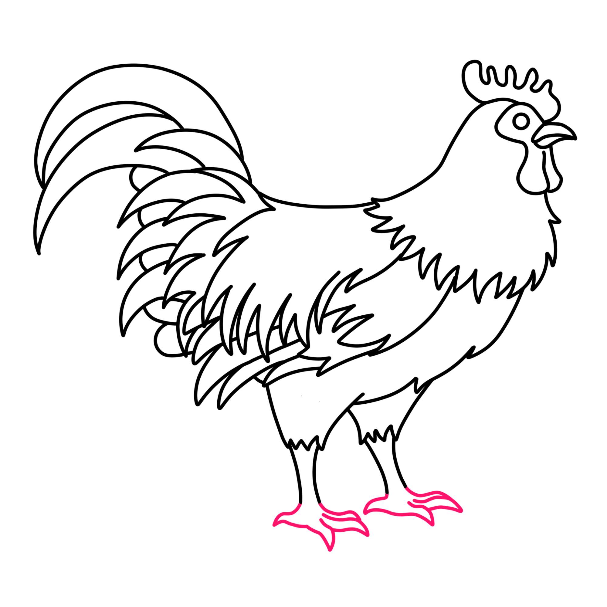 How to Draw a Rooster - Step-14