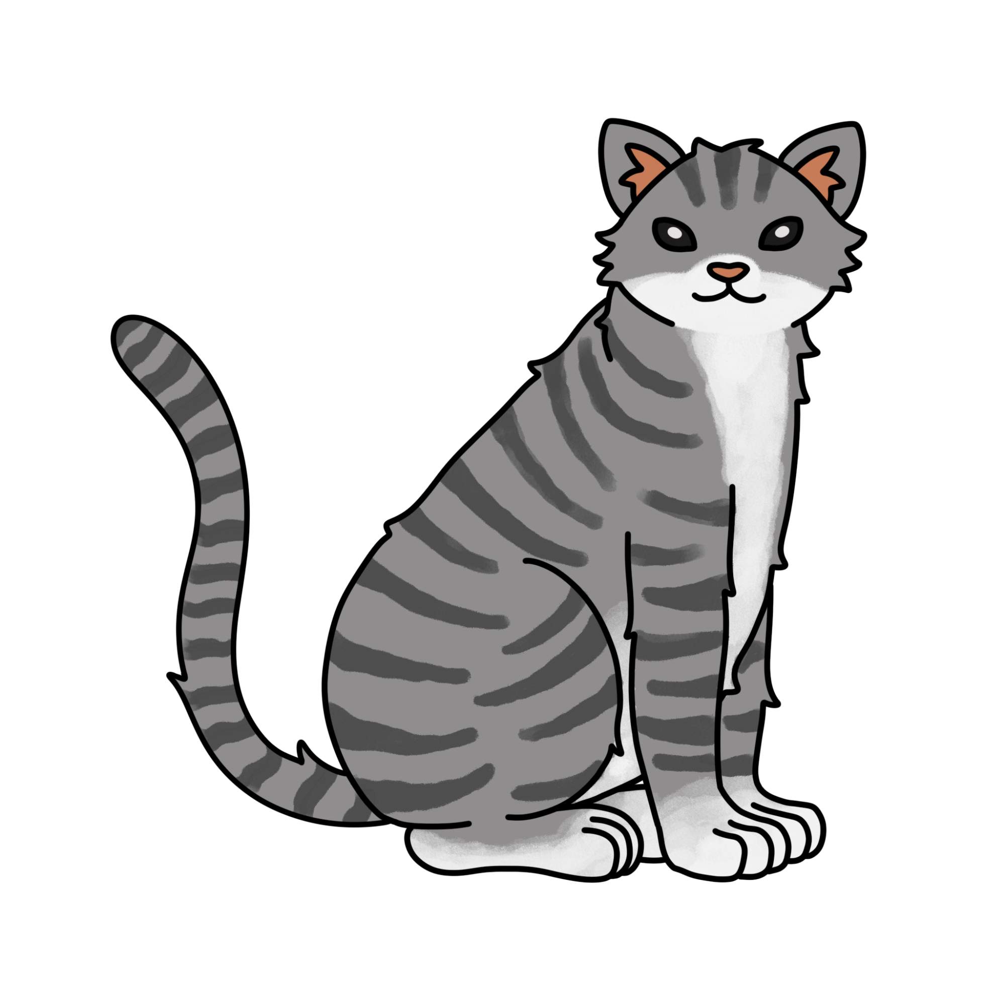 Tabby Cat Drawing - Step-15