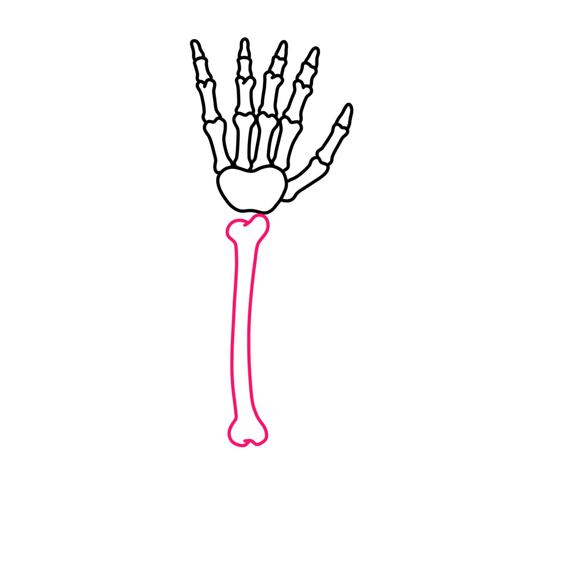 How to Draw a Skeleton Hand - Step-6