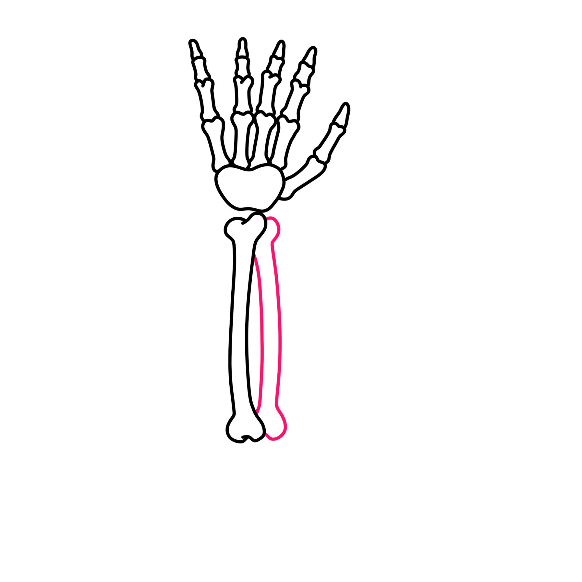 How to Draw a Skeleton Hand - Step-7