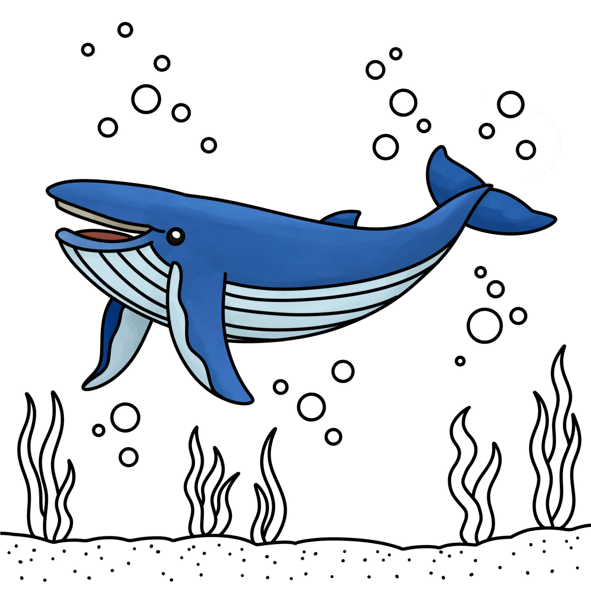 Blue Whale Drawing - Step-13