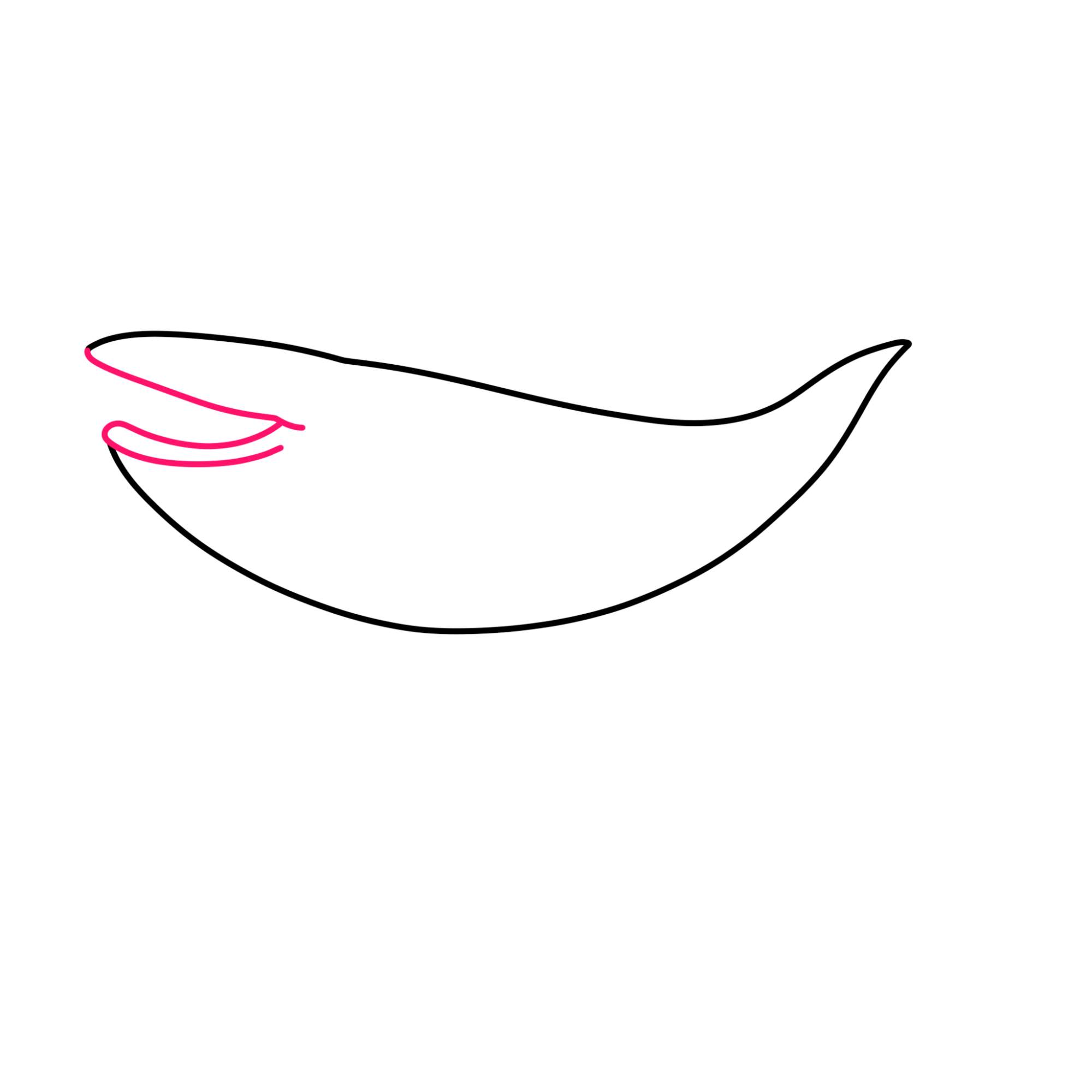 Blue Whale Drawing - Step-2