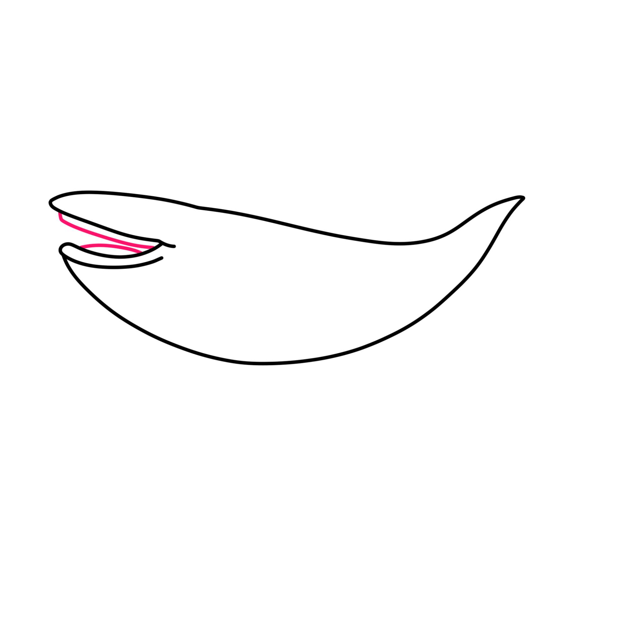 Blue Whale Drawing - Step-3