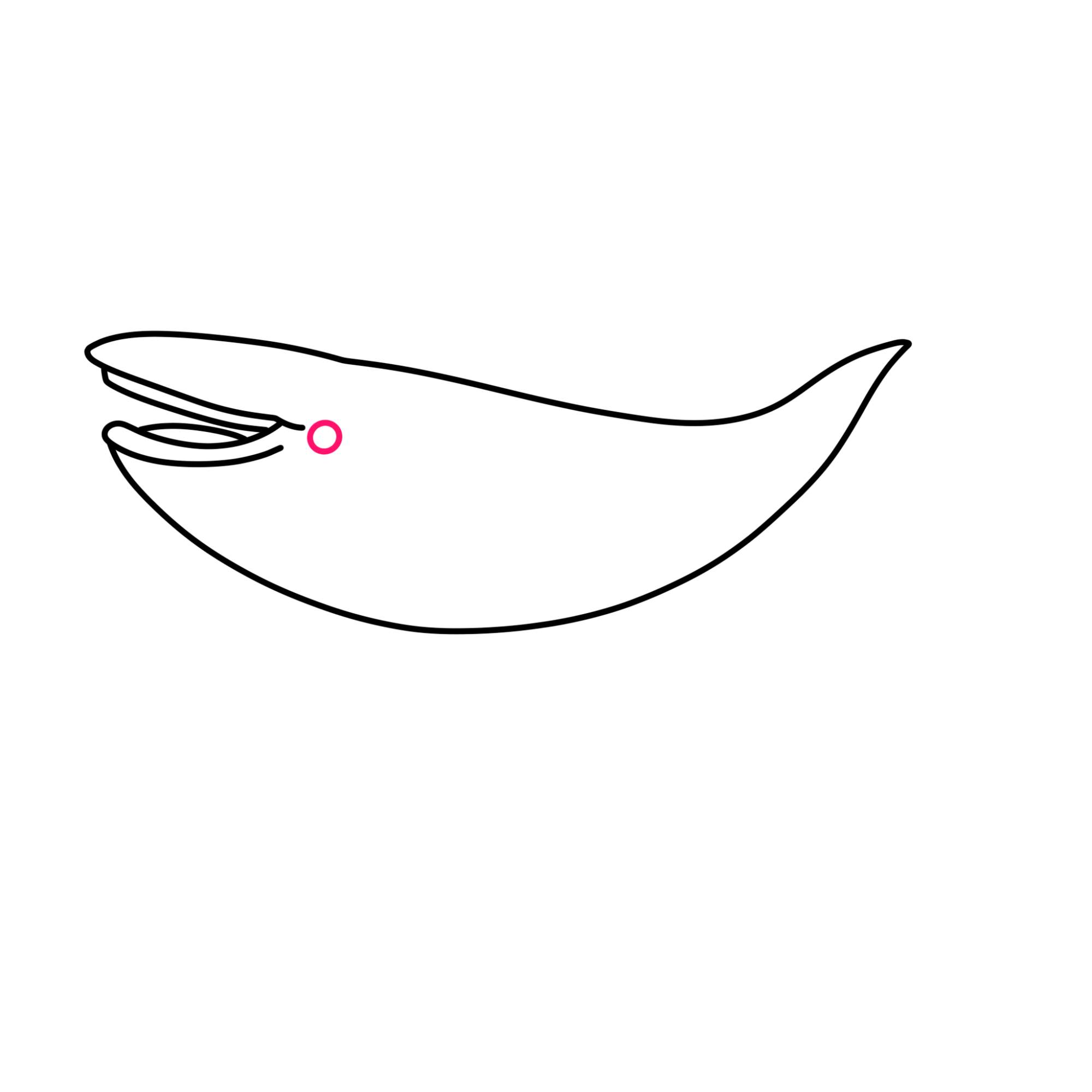 Blue Whale Drawing - Step-4