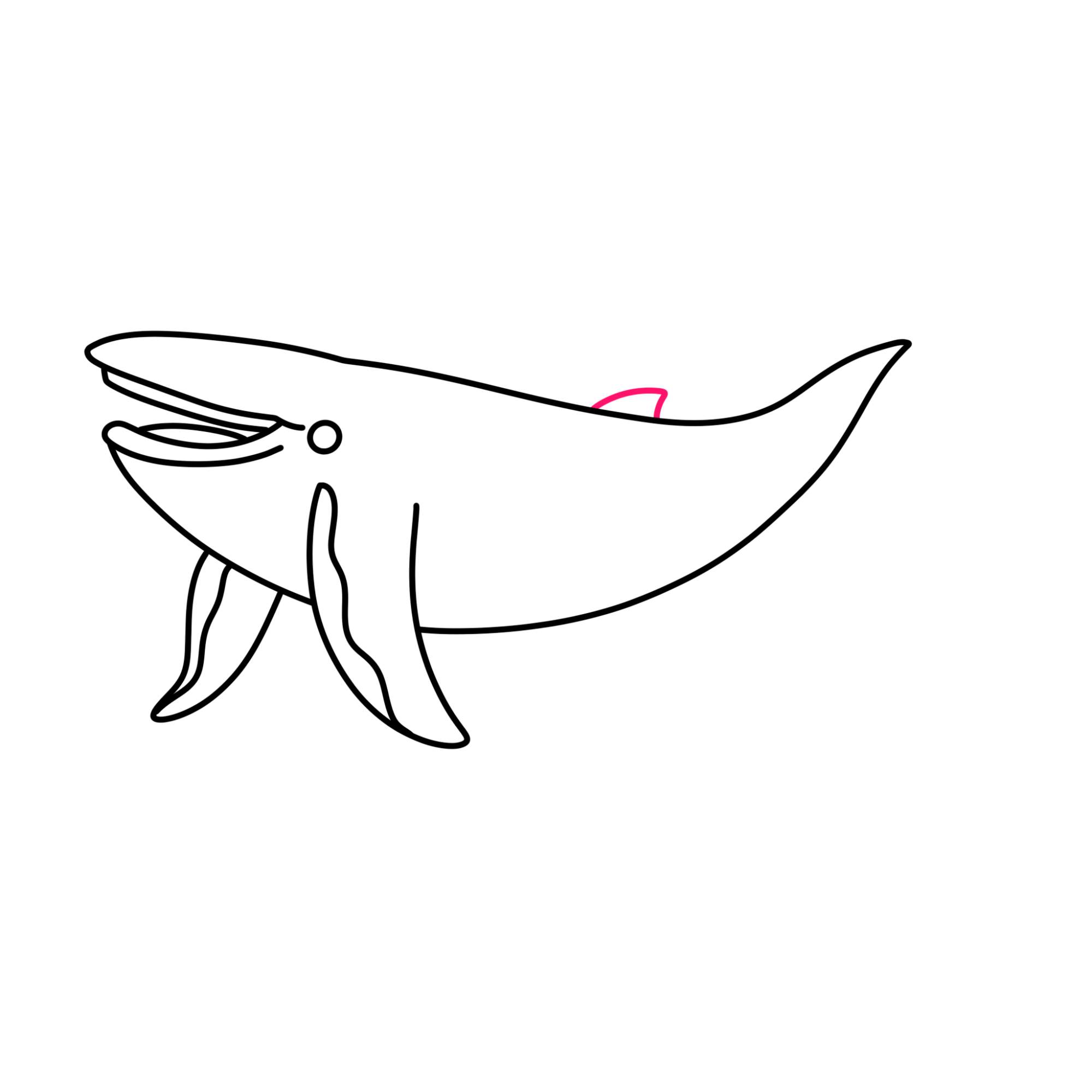 Blue Whale Drawing - Step-6