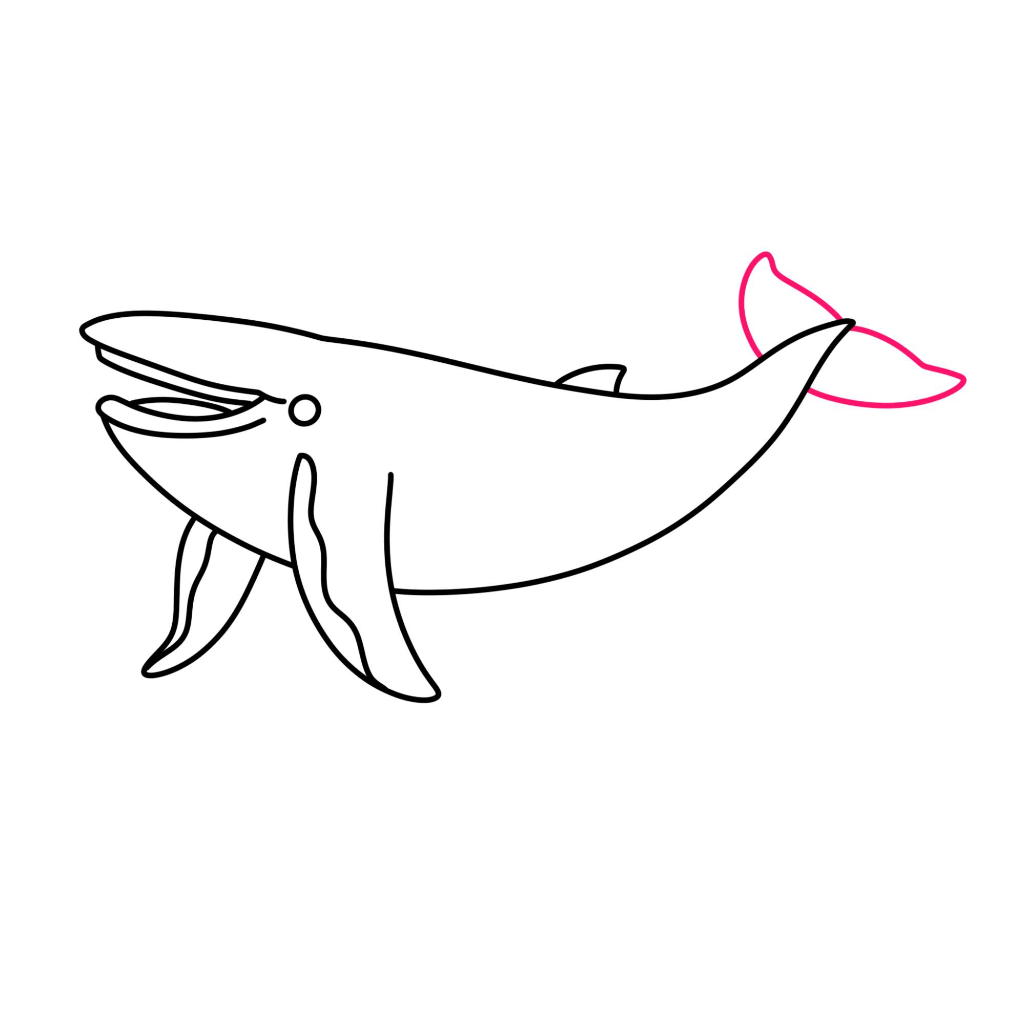 Blue Whale Drawing - Step-7