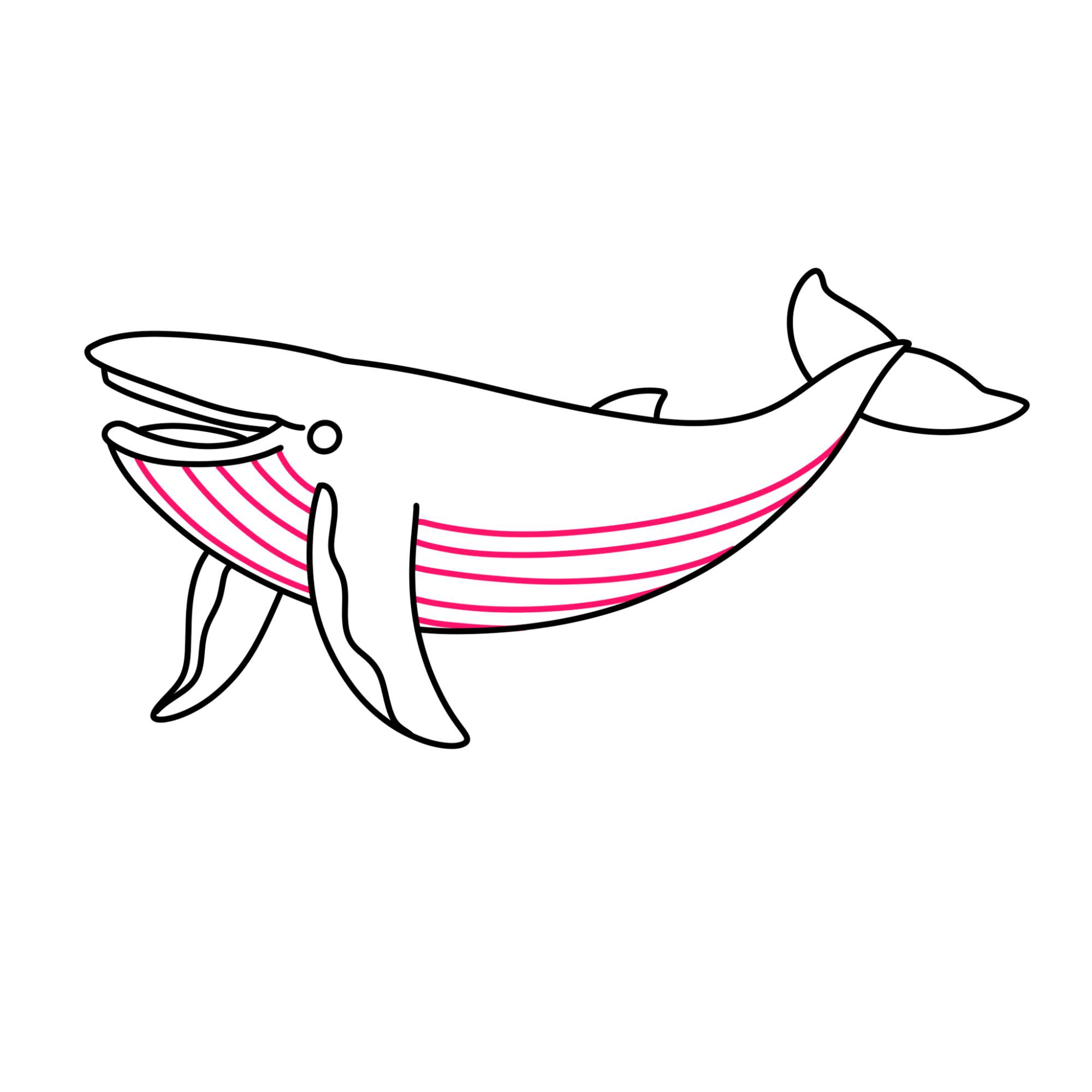 Blue Whale Drawing - Step-8