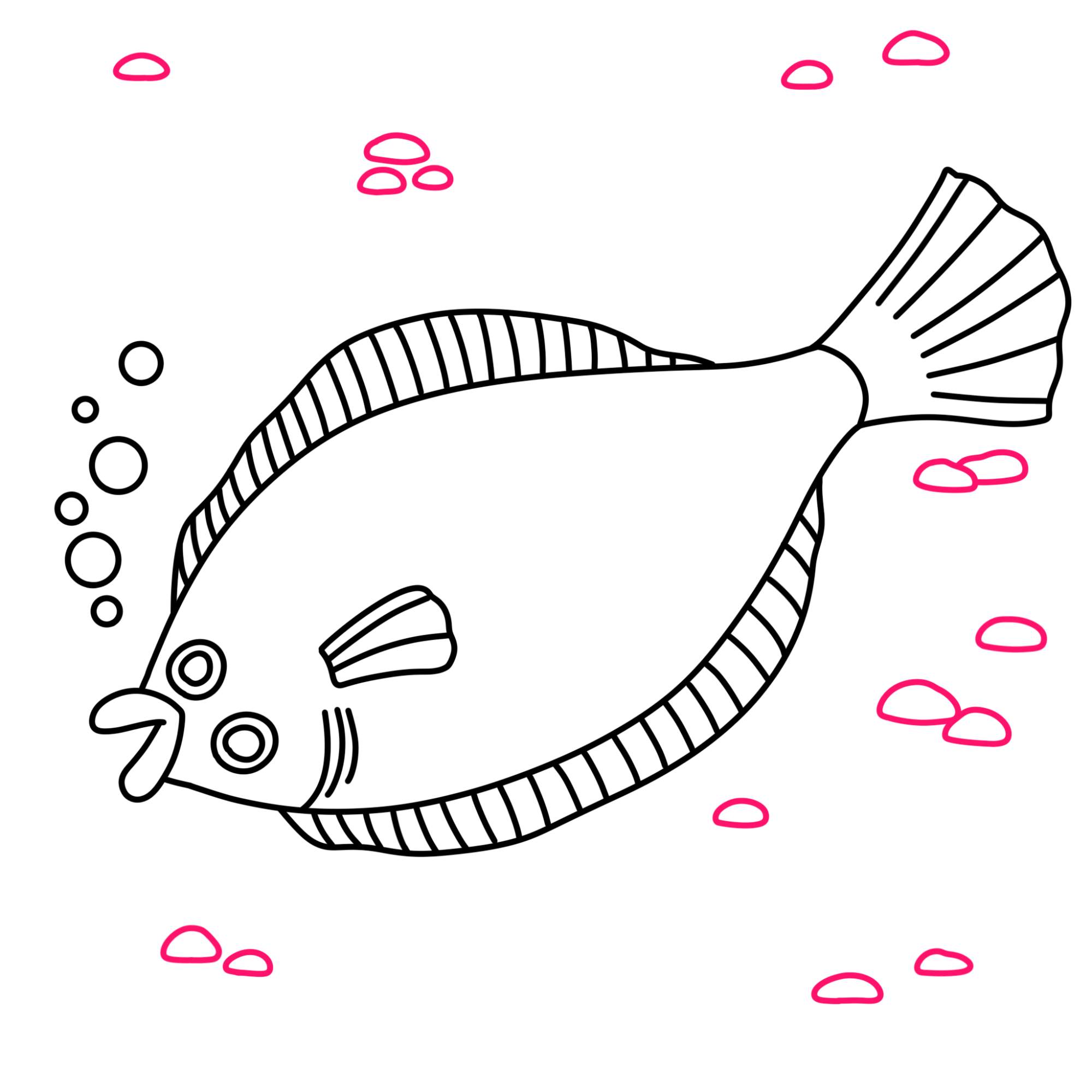 Flounder Drawing - Step-10