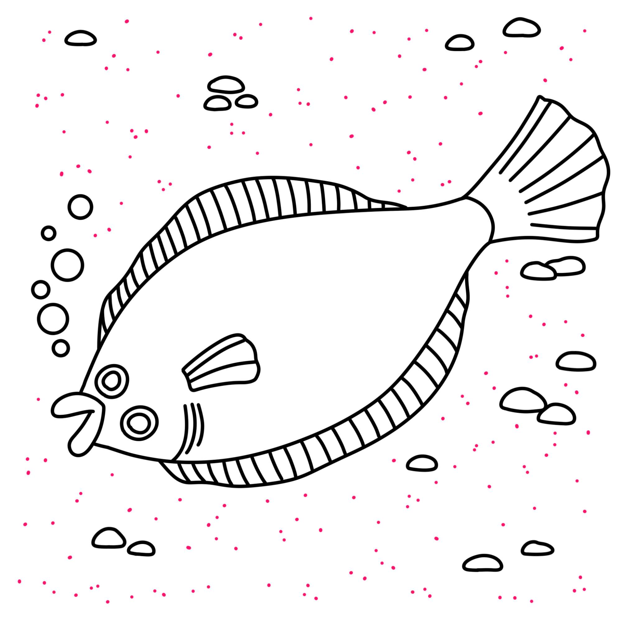 Flounder Drawing - Step-11