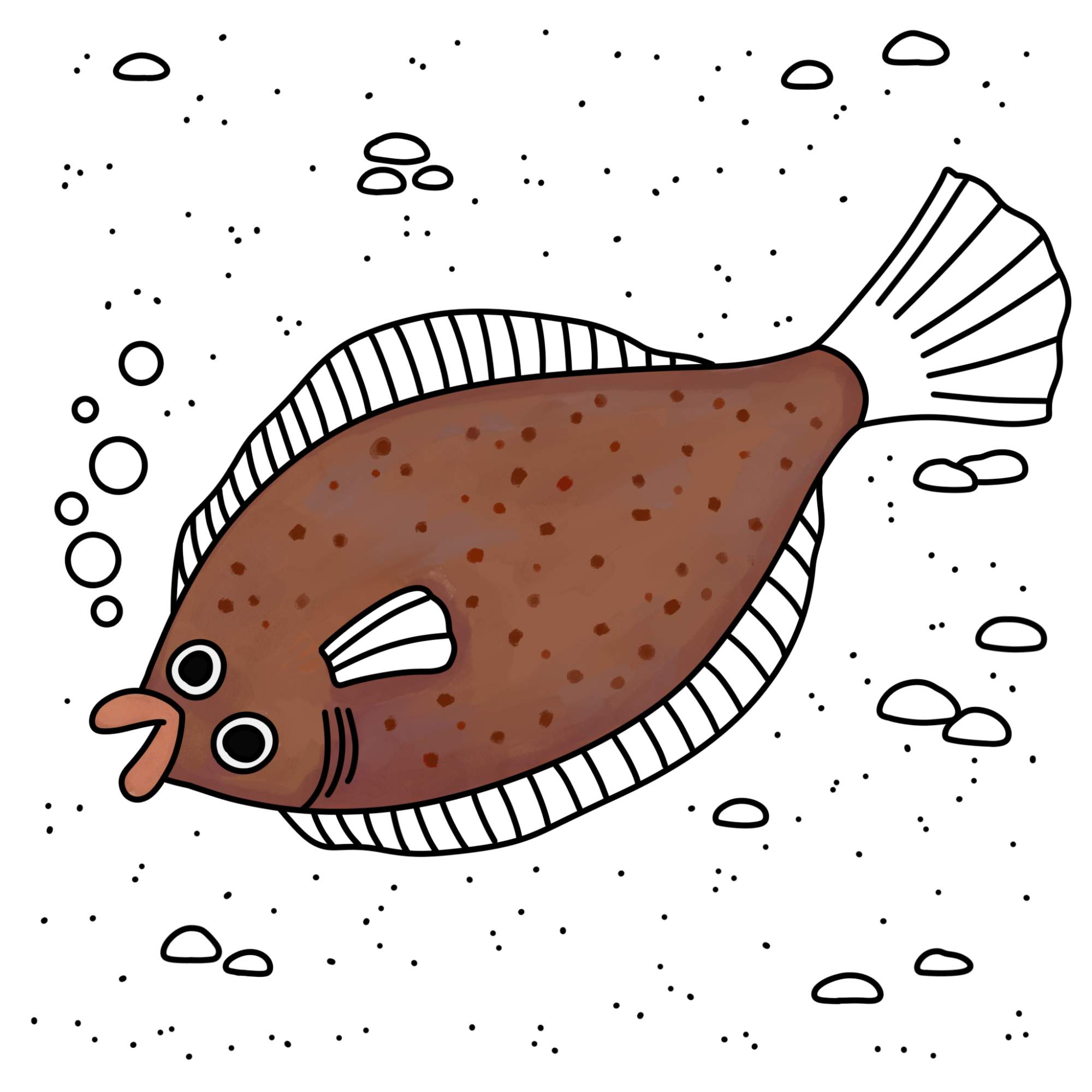 Flounder Drawing - Step-12