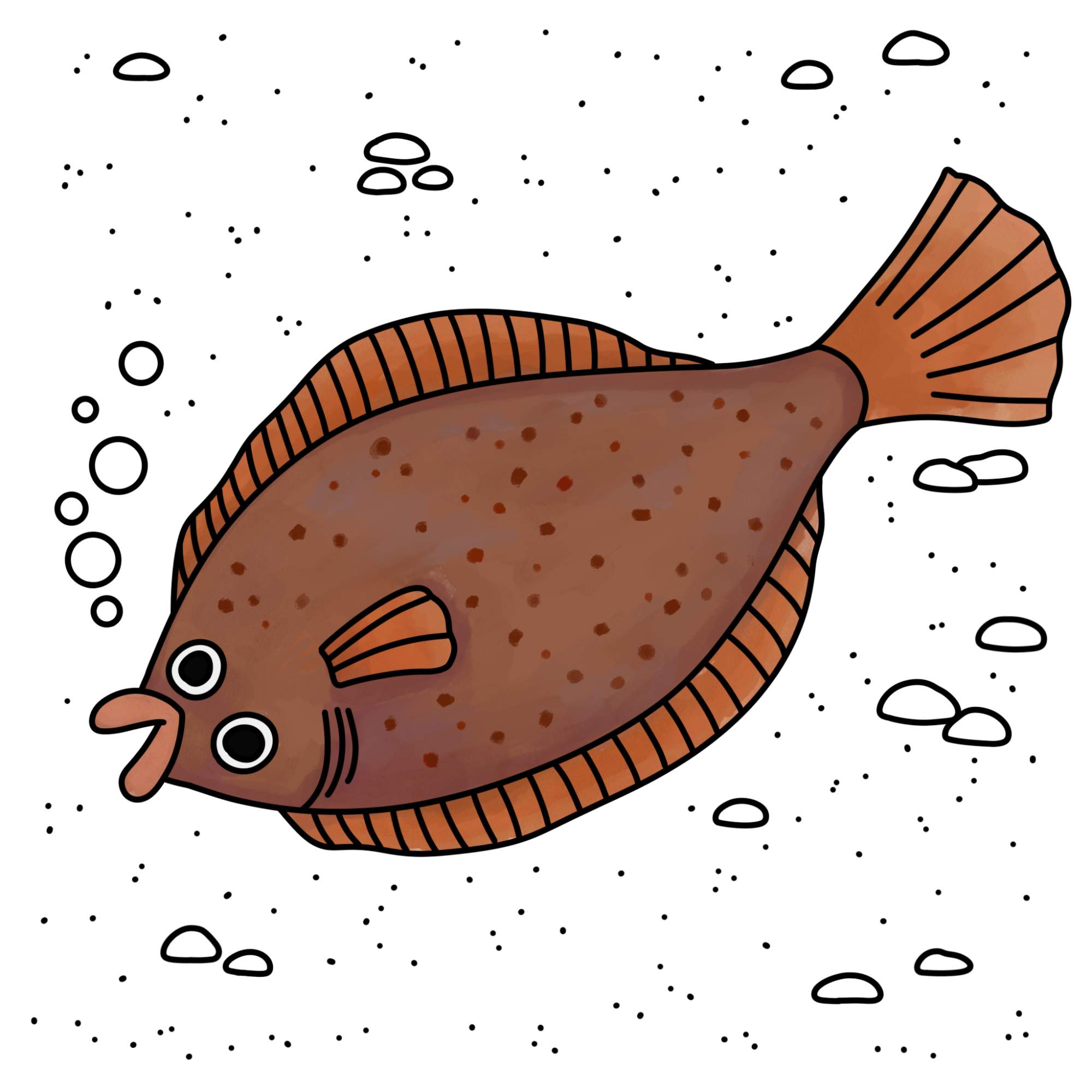 Flounder Drawing - Step-13