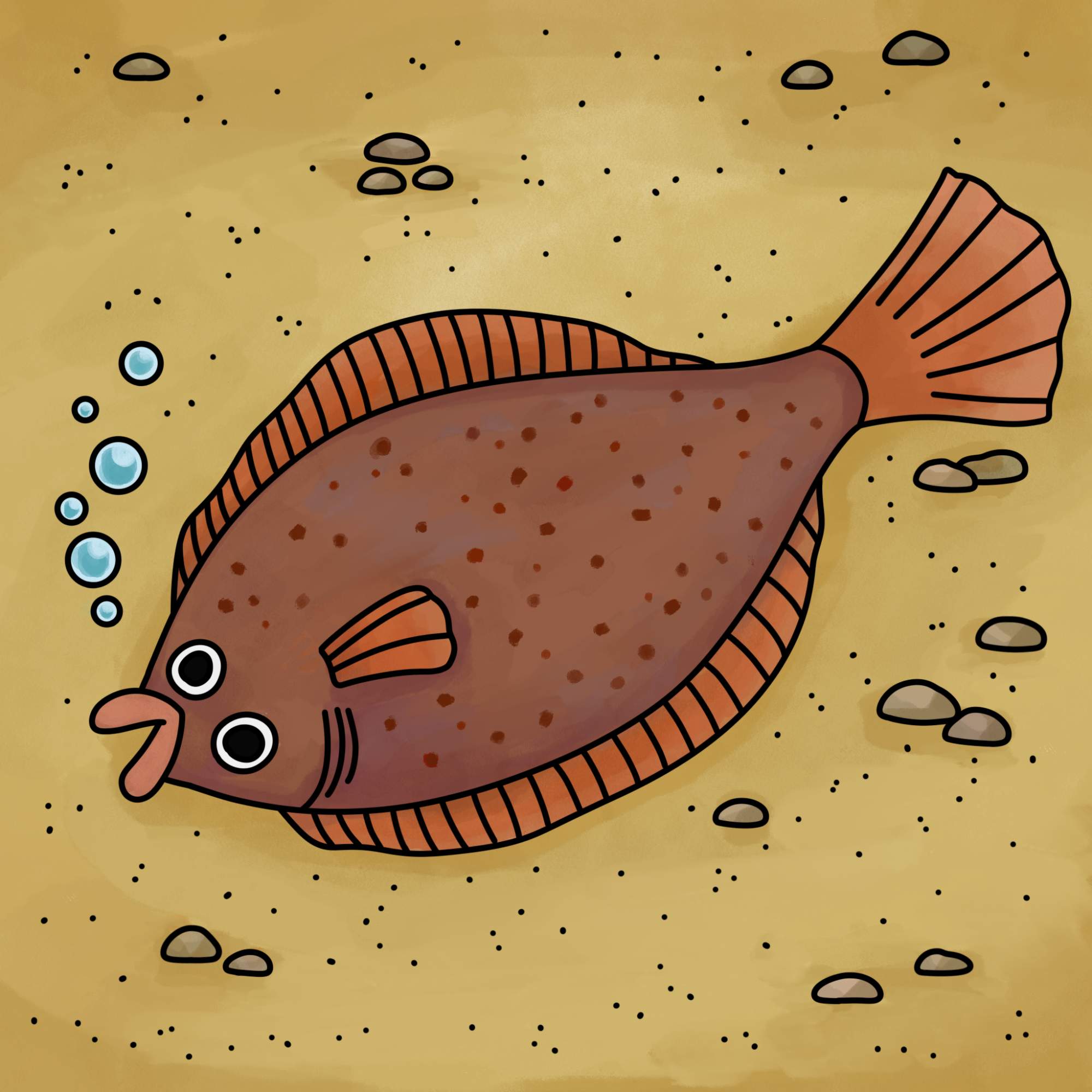 Flounder Drawing - Step-15