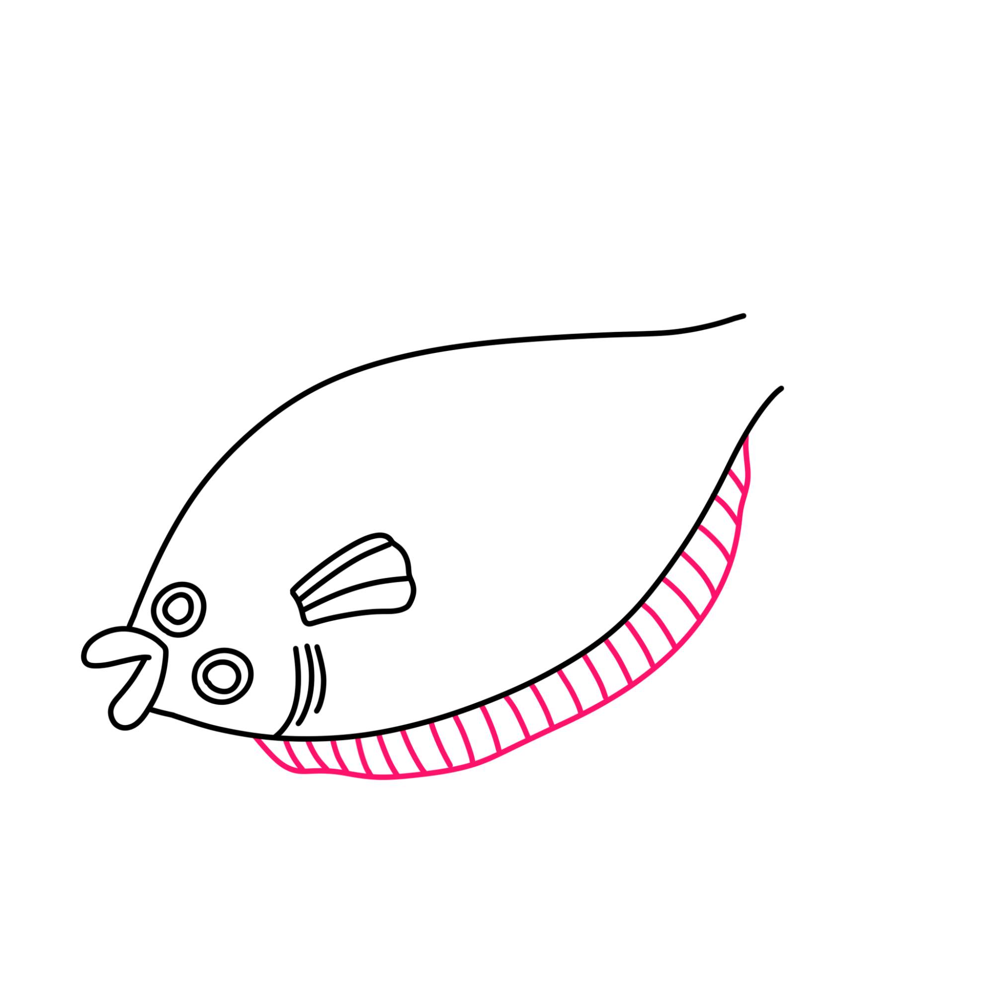 Flounder Drawing - Step-6