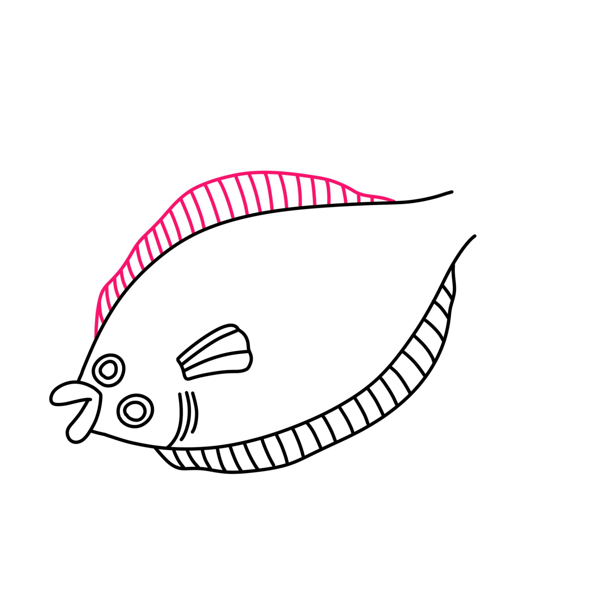 Flounder Drawing - Step-7