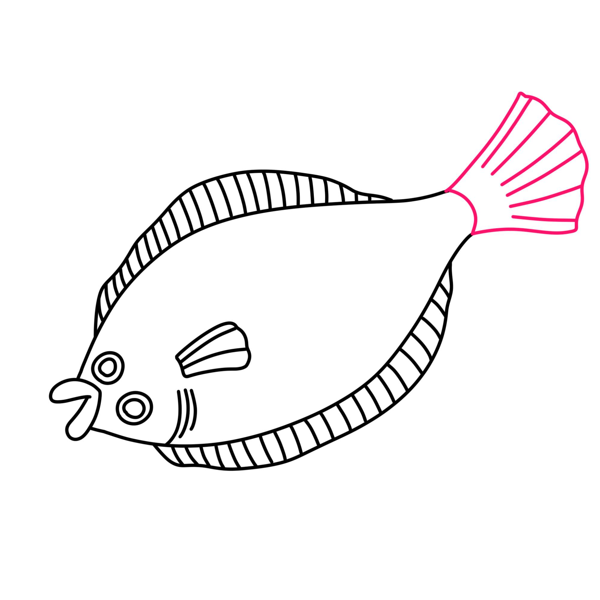 Flounder Drawing - Step-8