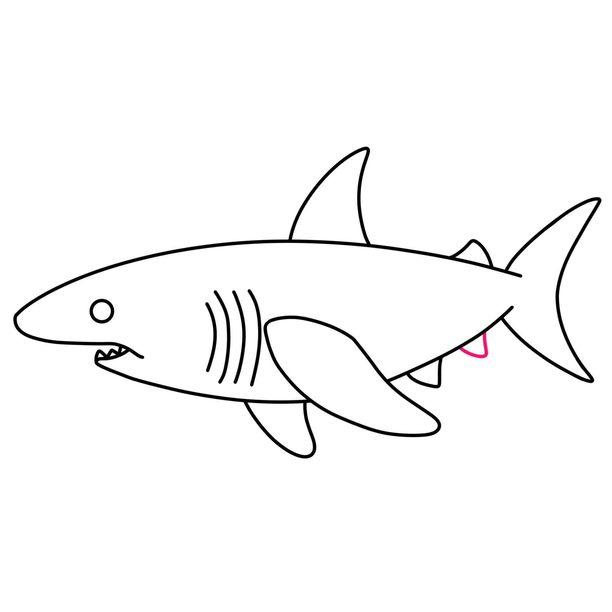 How to Draw a Great White Shark - Step-10