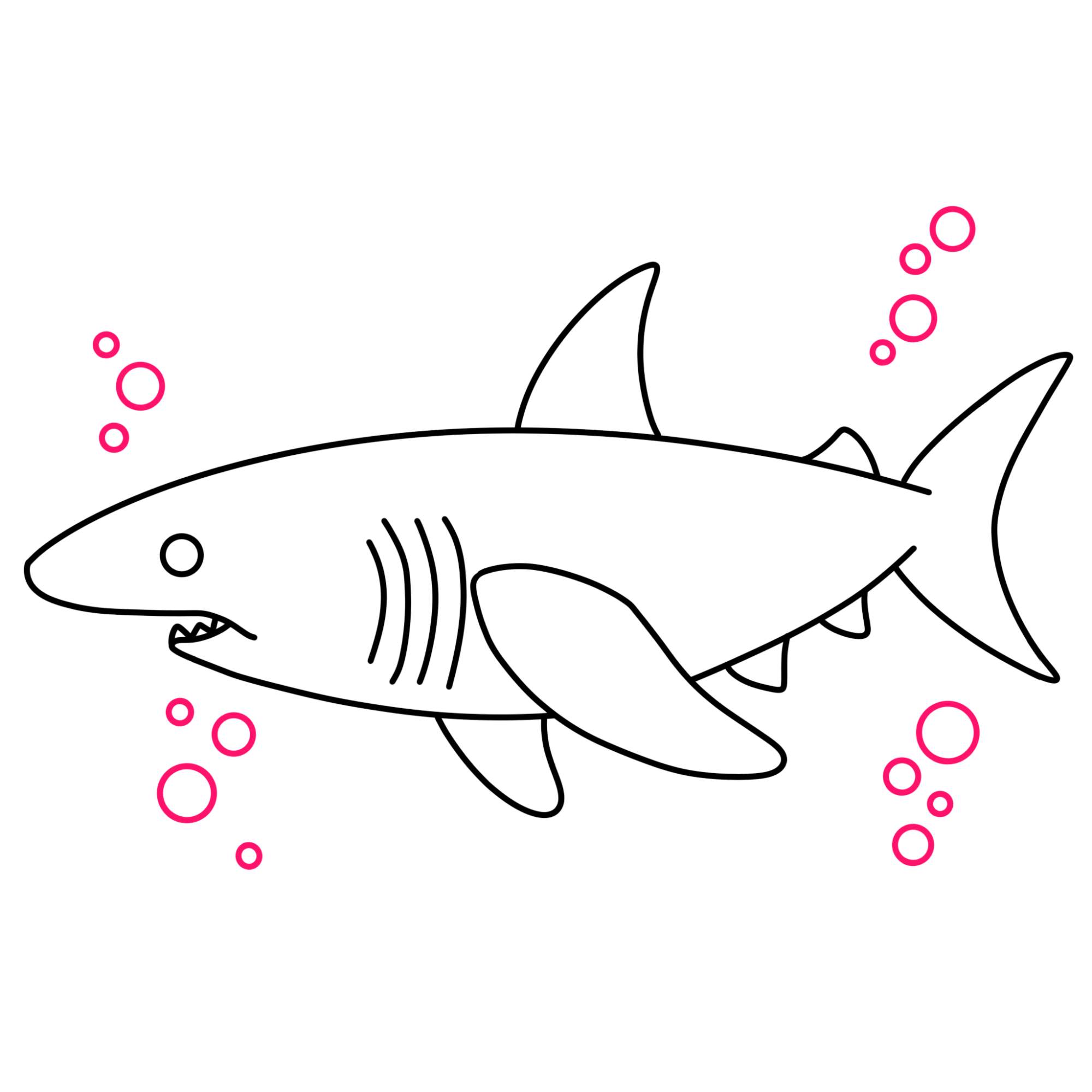 How to Draw a Great White Shark - Step-11