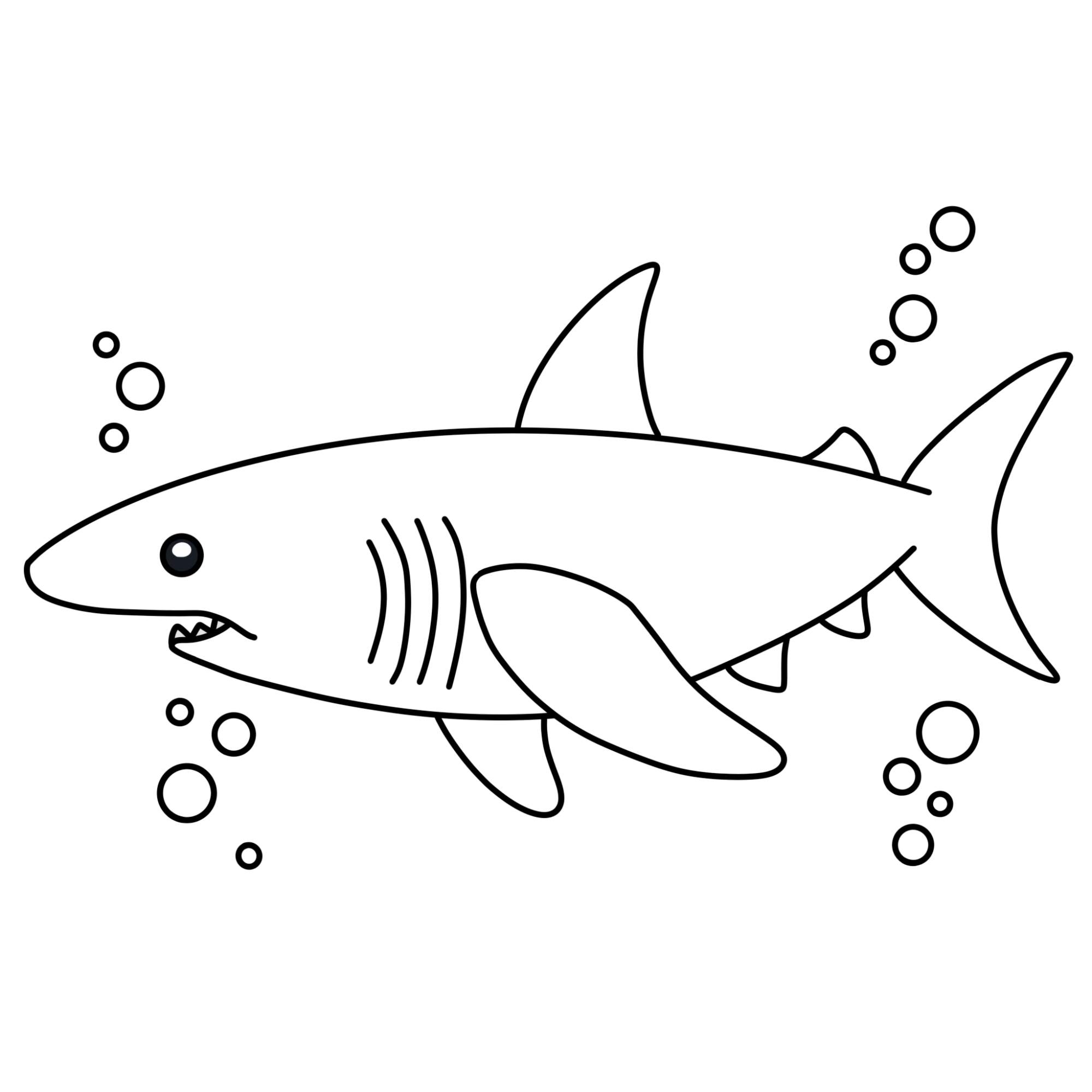 How to Draw a Great White Shark - Step-12