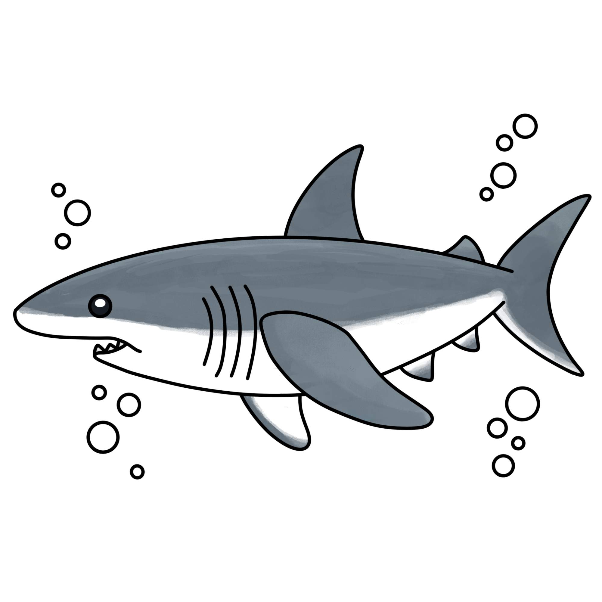 How to Draw a Great White Shark - Step-13