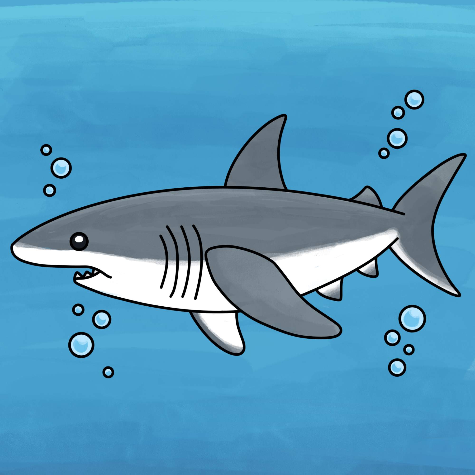 How to Draw a Great White Shark - Step-15