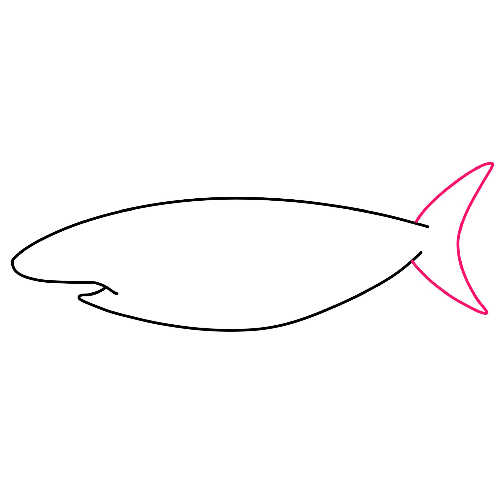 How to Draw a Great White Shark - Step-3