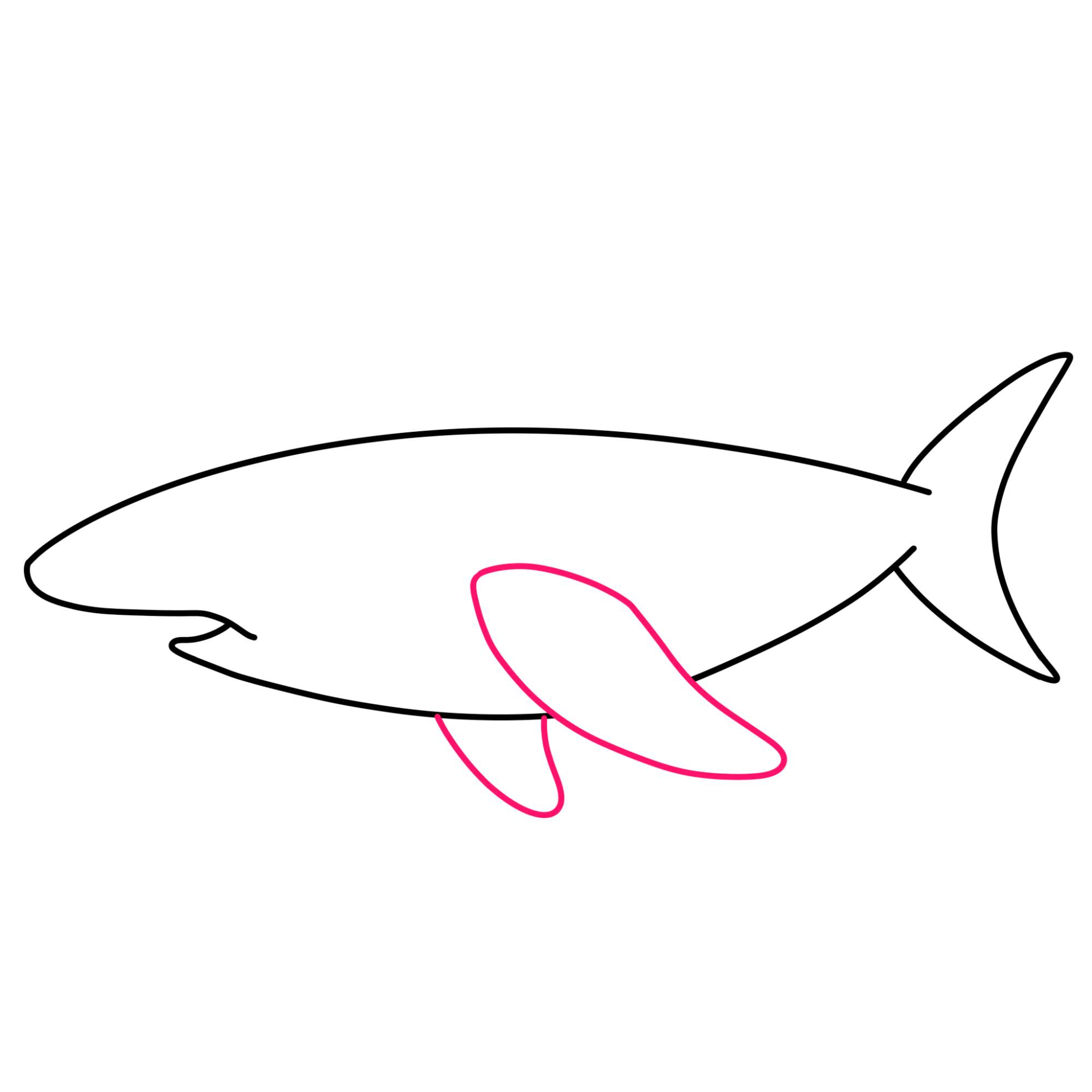 How to Draw a Great White Shark - Step-4