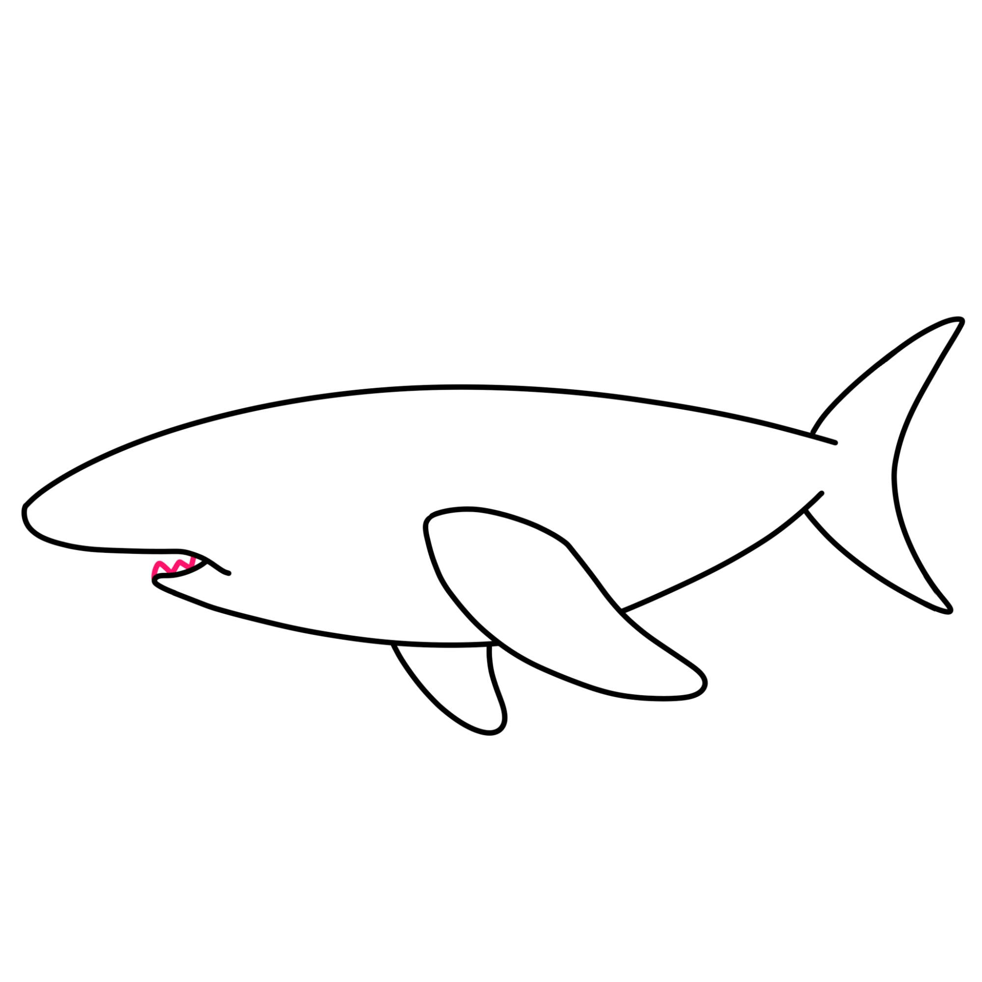 How to Draw a Great White Shark - Step-5