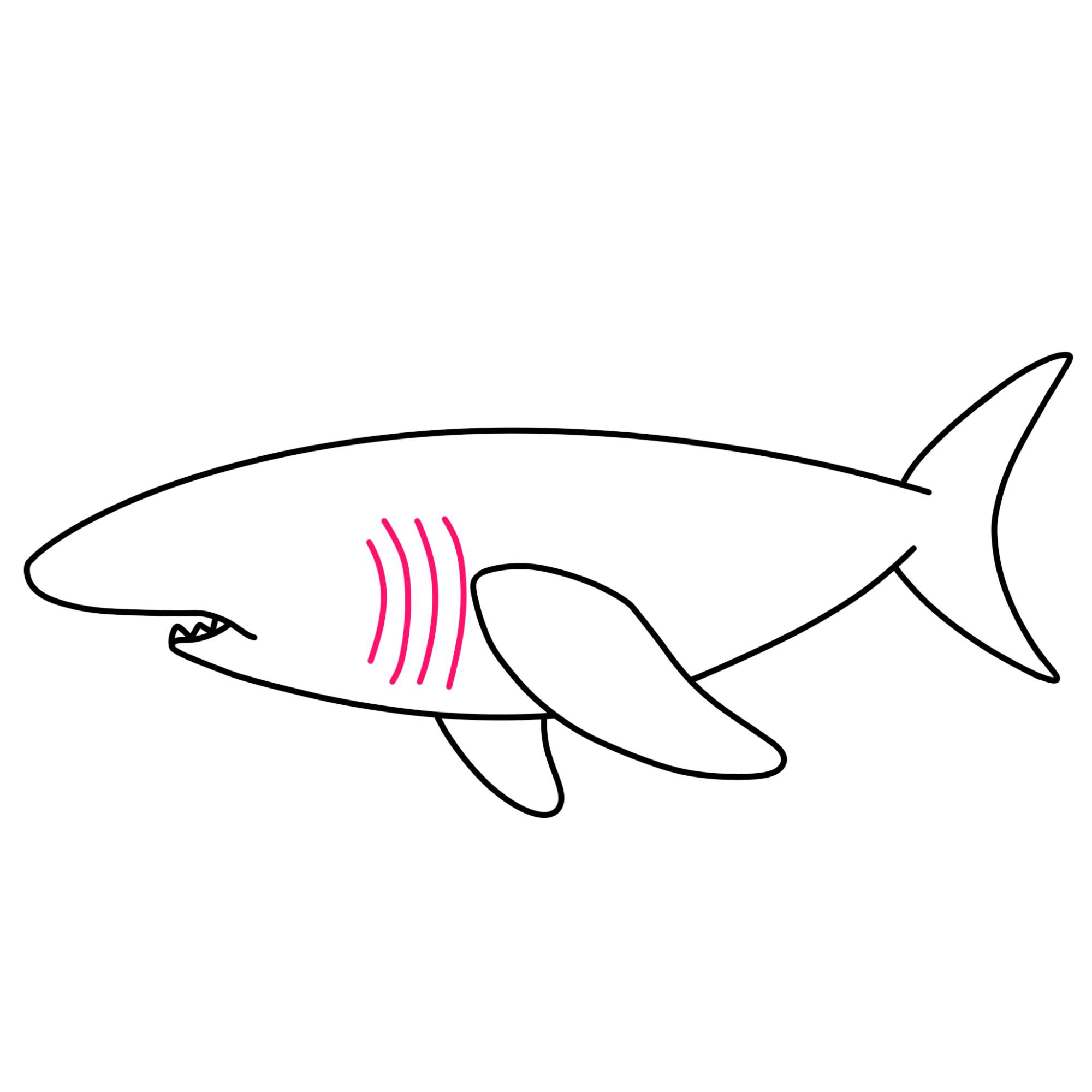 How to Draw a Great White Shark - Step-6