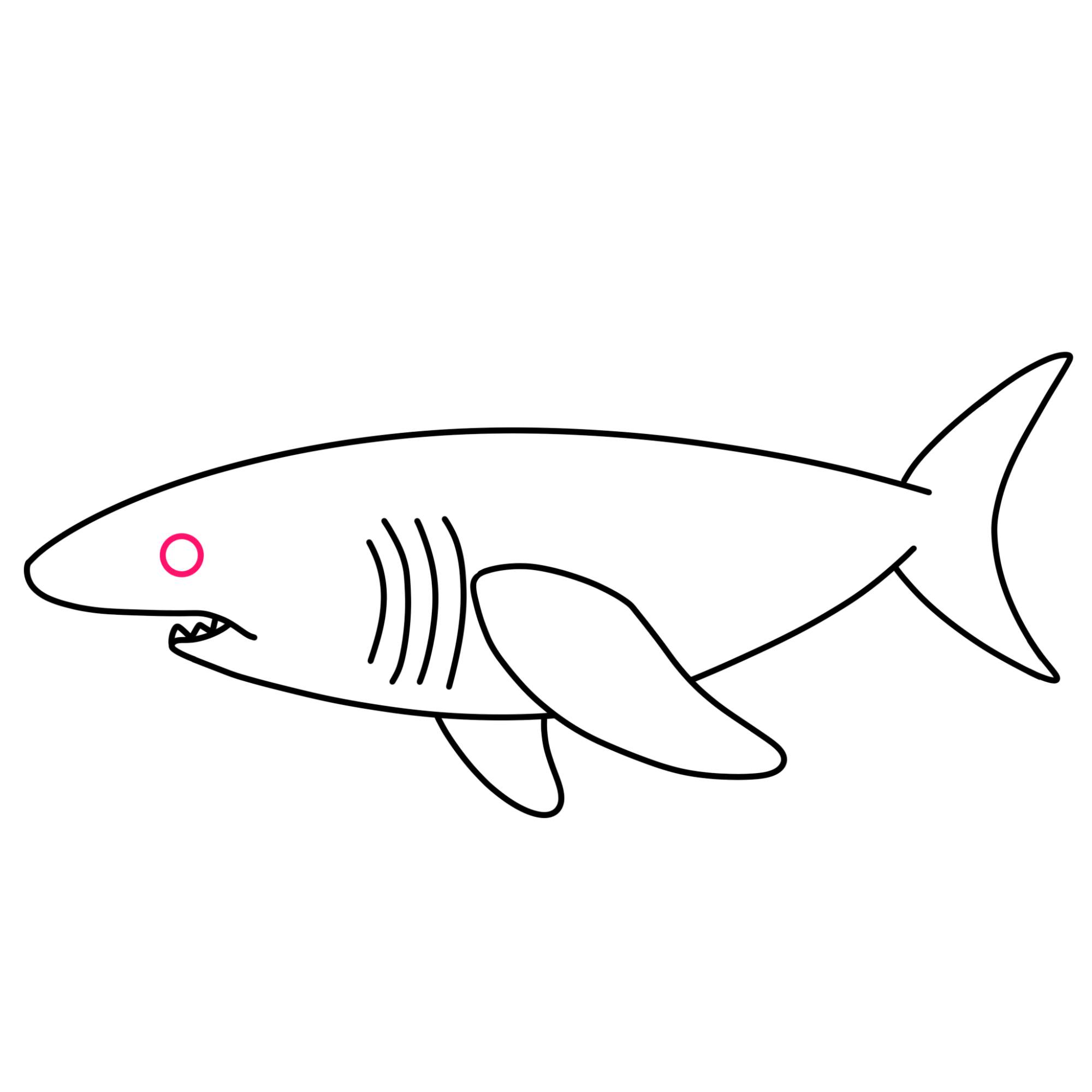 How to Draw a Great White Shark - Step-7