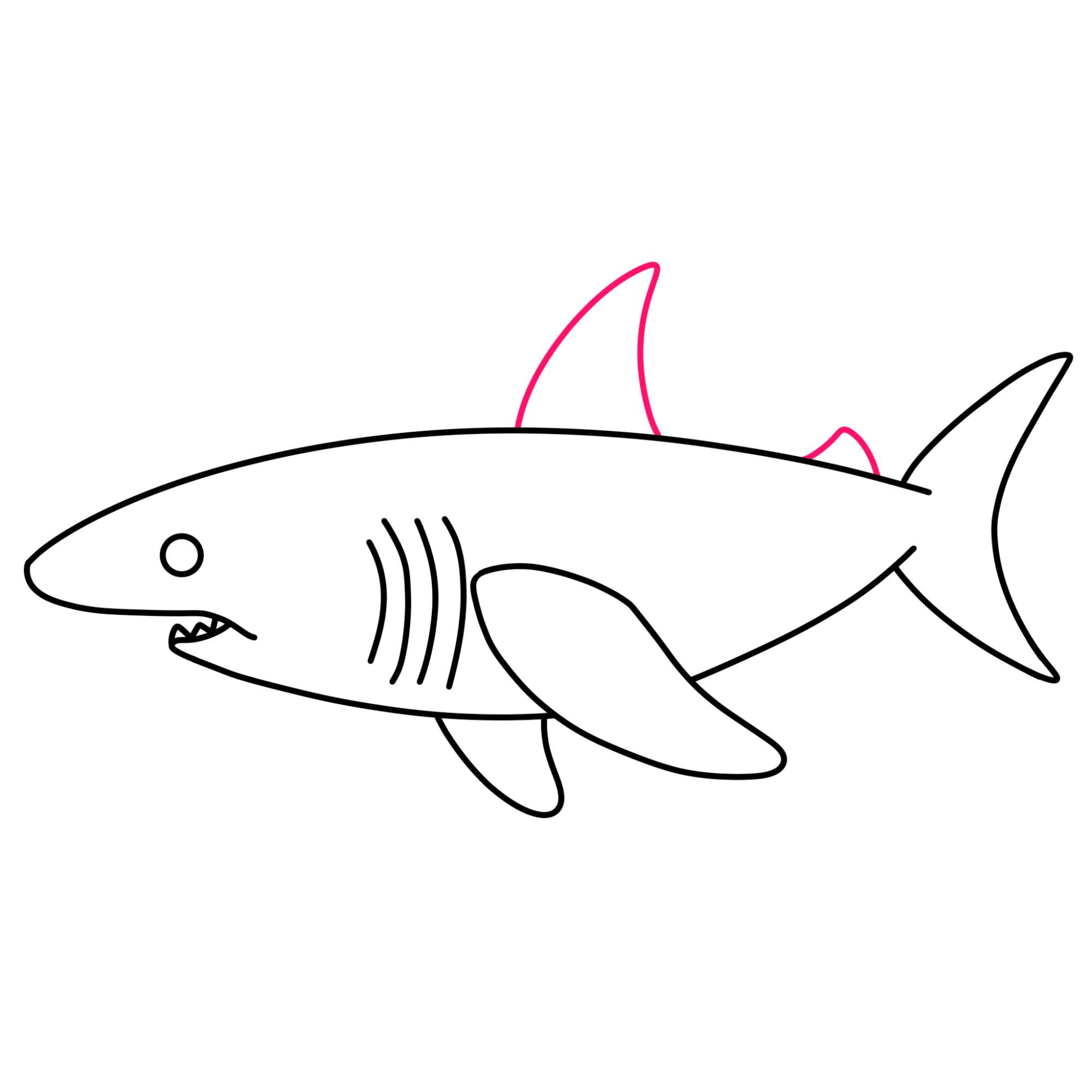 How to Draw a Great White Shark - Step-8