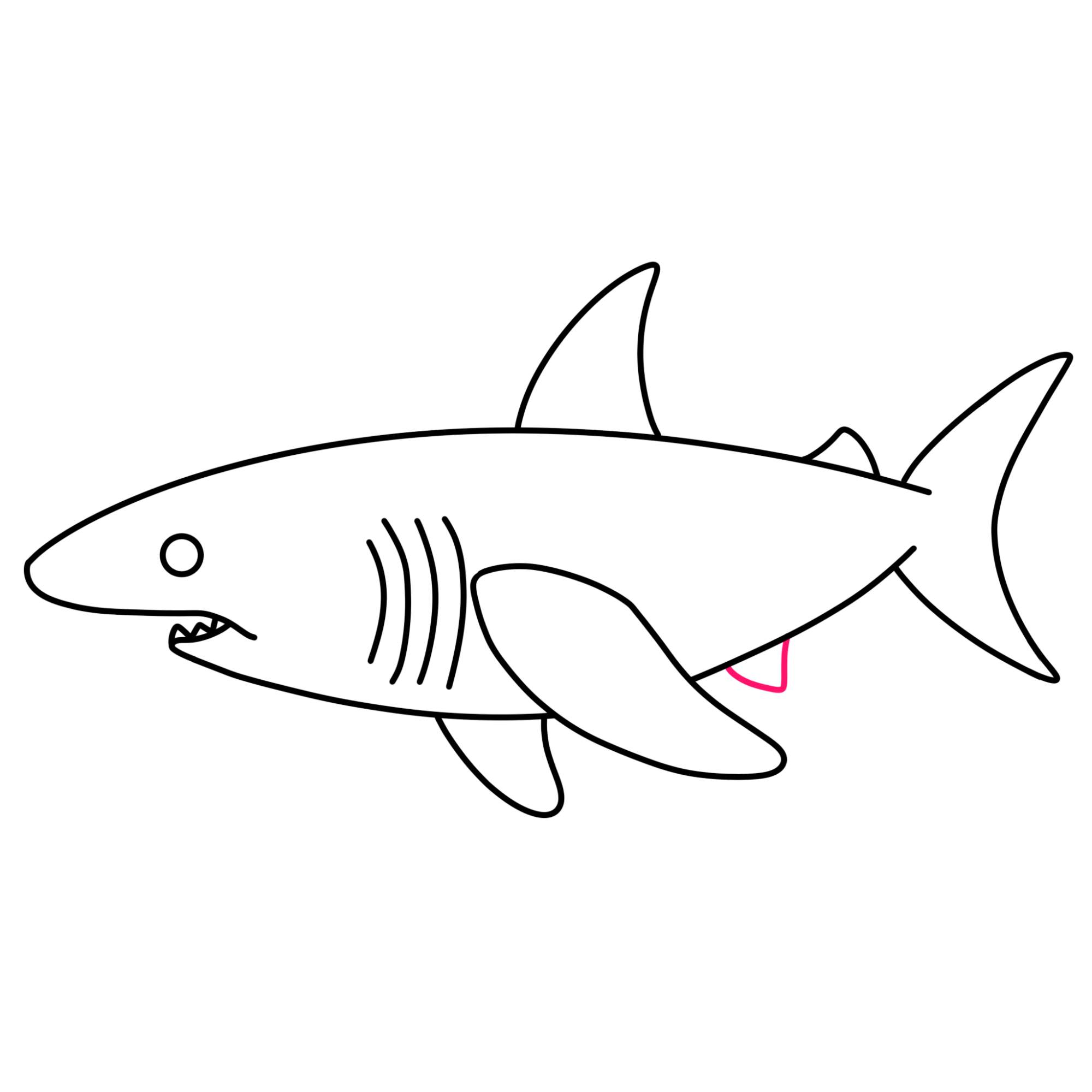 How to Draw a Great White Shark - Step-9