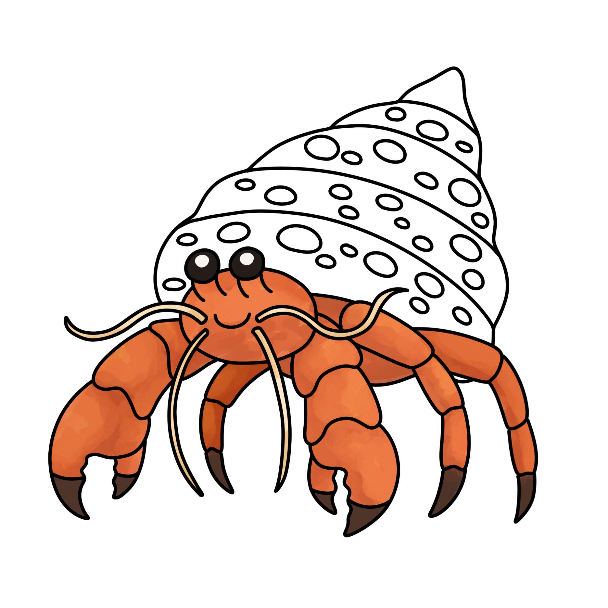 How to Draw a Hermit Crab - Step-14